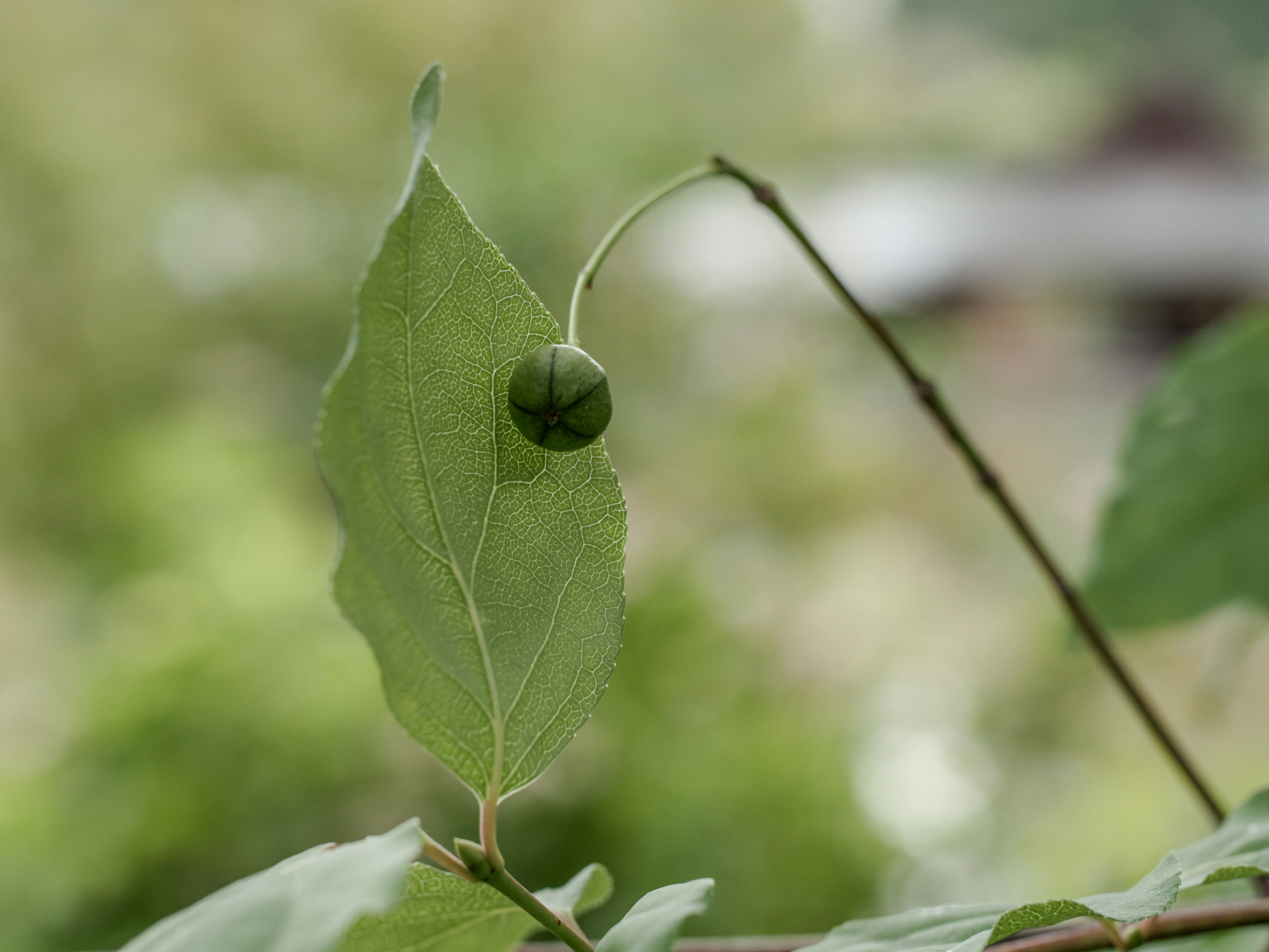 Acercamiento de una planta con un pequeño fruto verde en una hoja verde