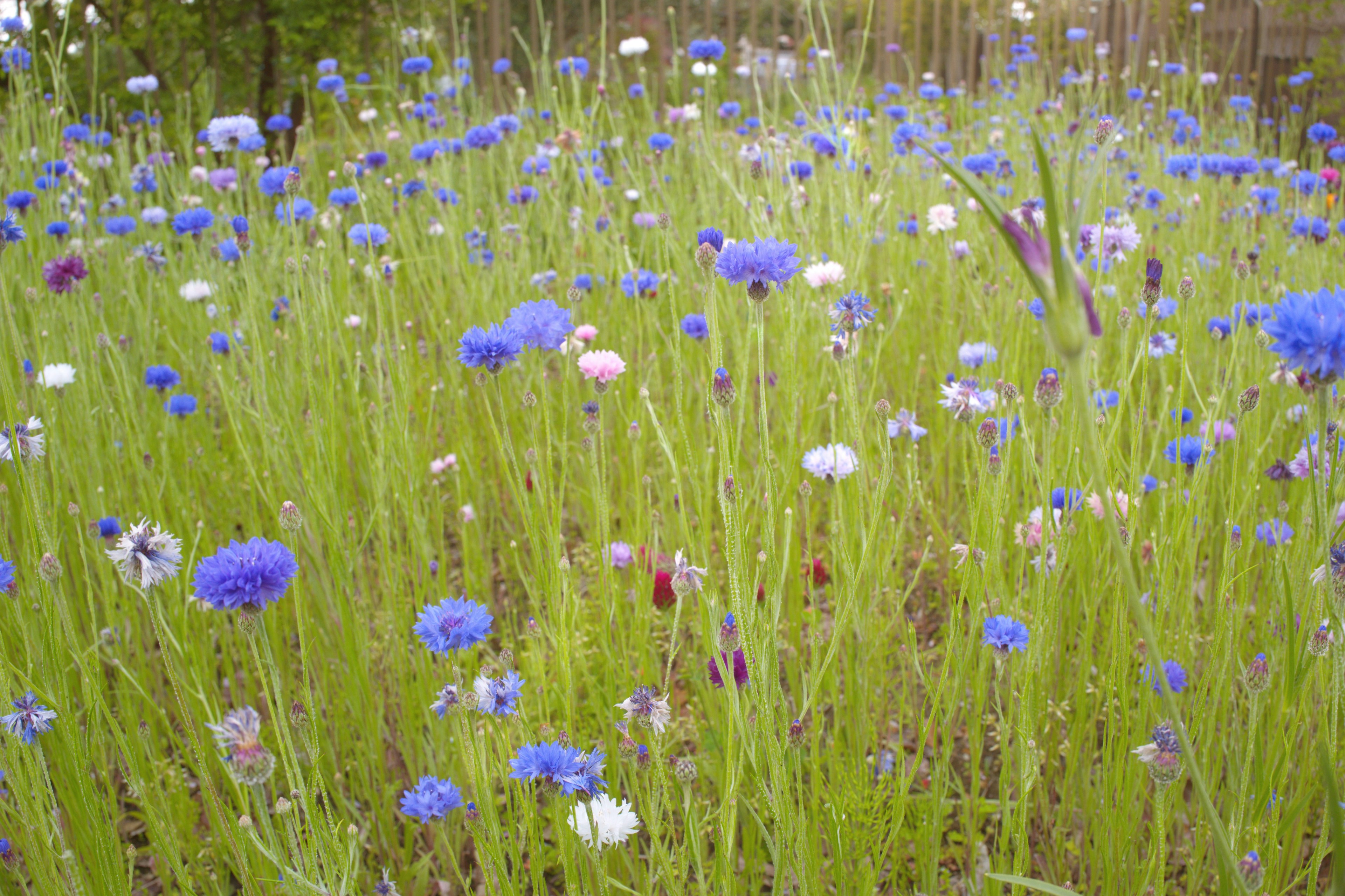 Un campo di fiori blu e bianchi vivaci in piena fioritura