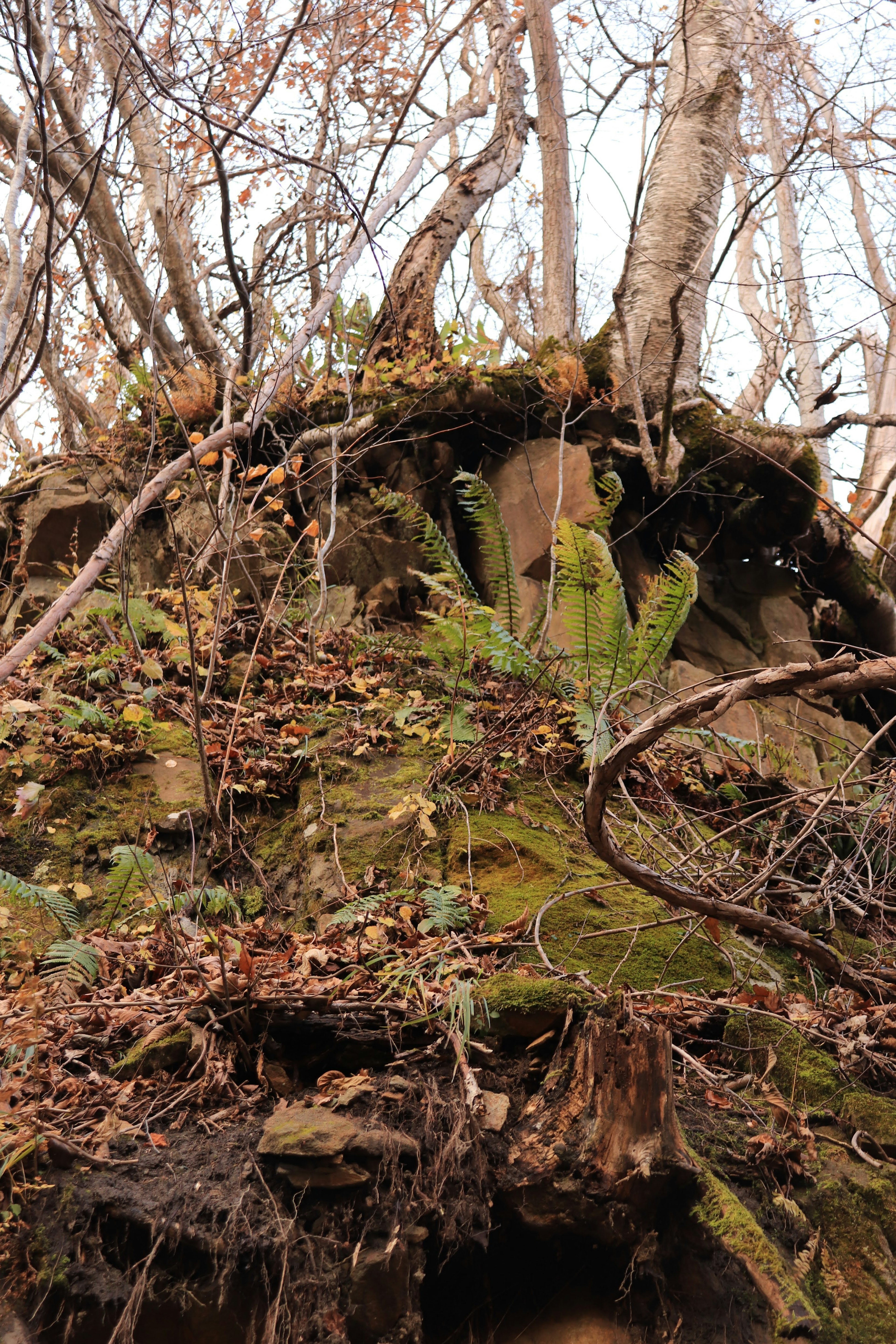 Moss-covered slope with ferns and tree roots