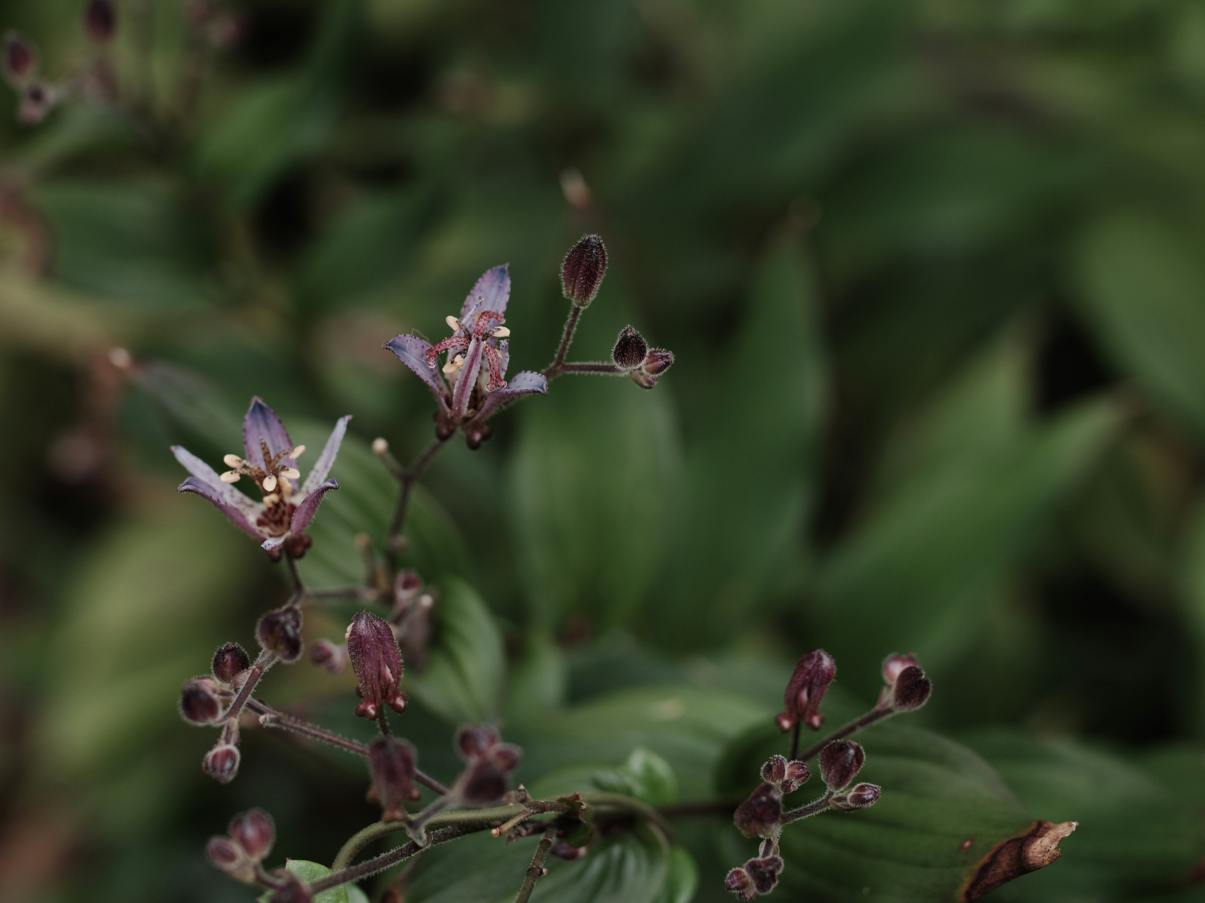 Acercamiento de una planta con pequeñas flores moradas y capullos sobre un fondo verde