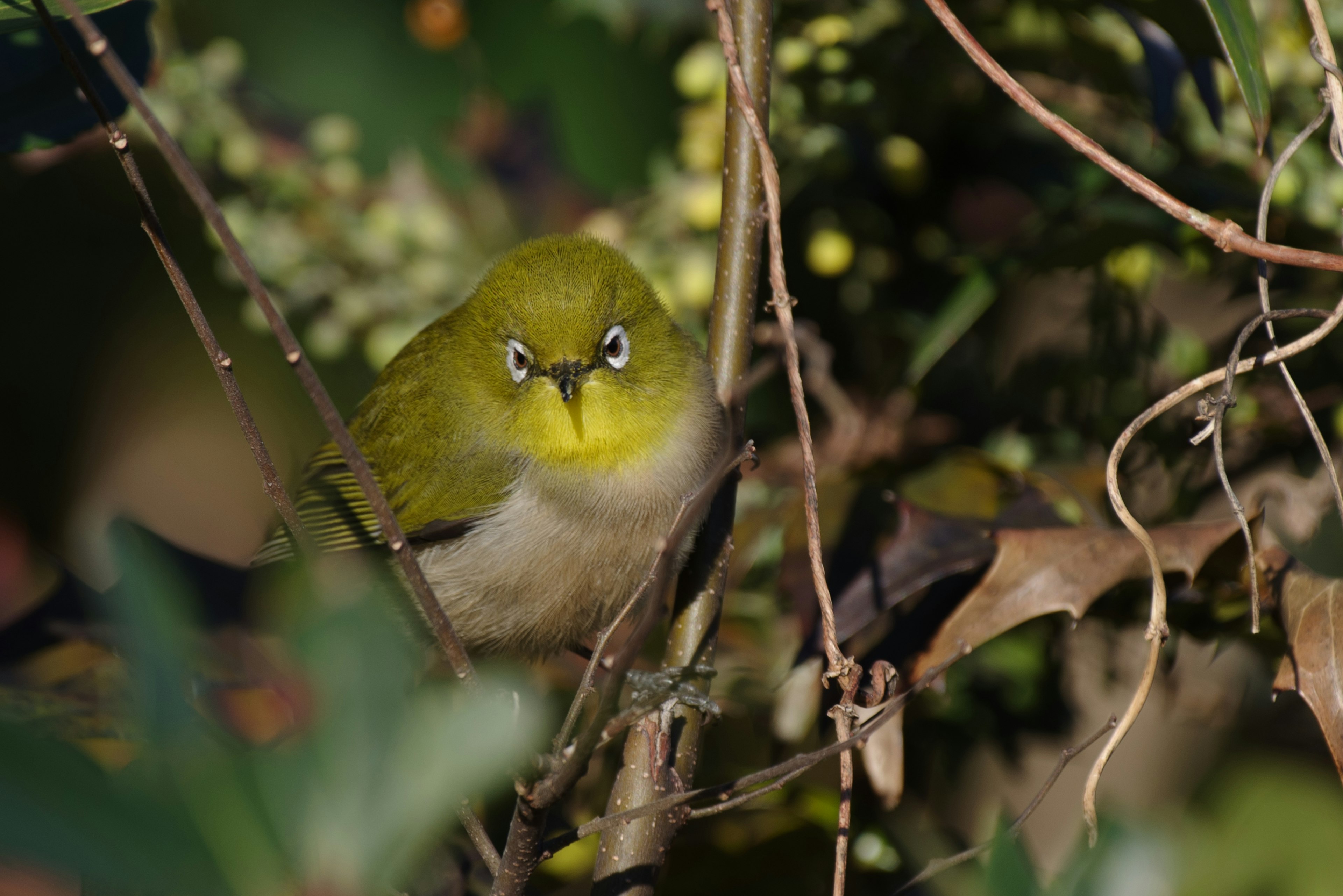 Nahaufnahme eines kleinen Vogels mit gelben Augen auf einem Ast