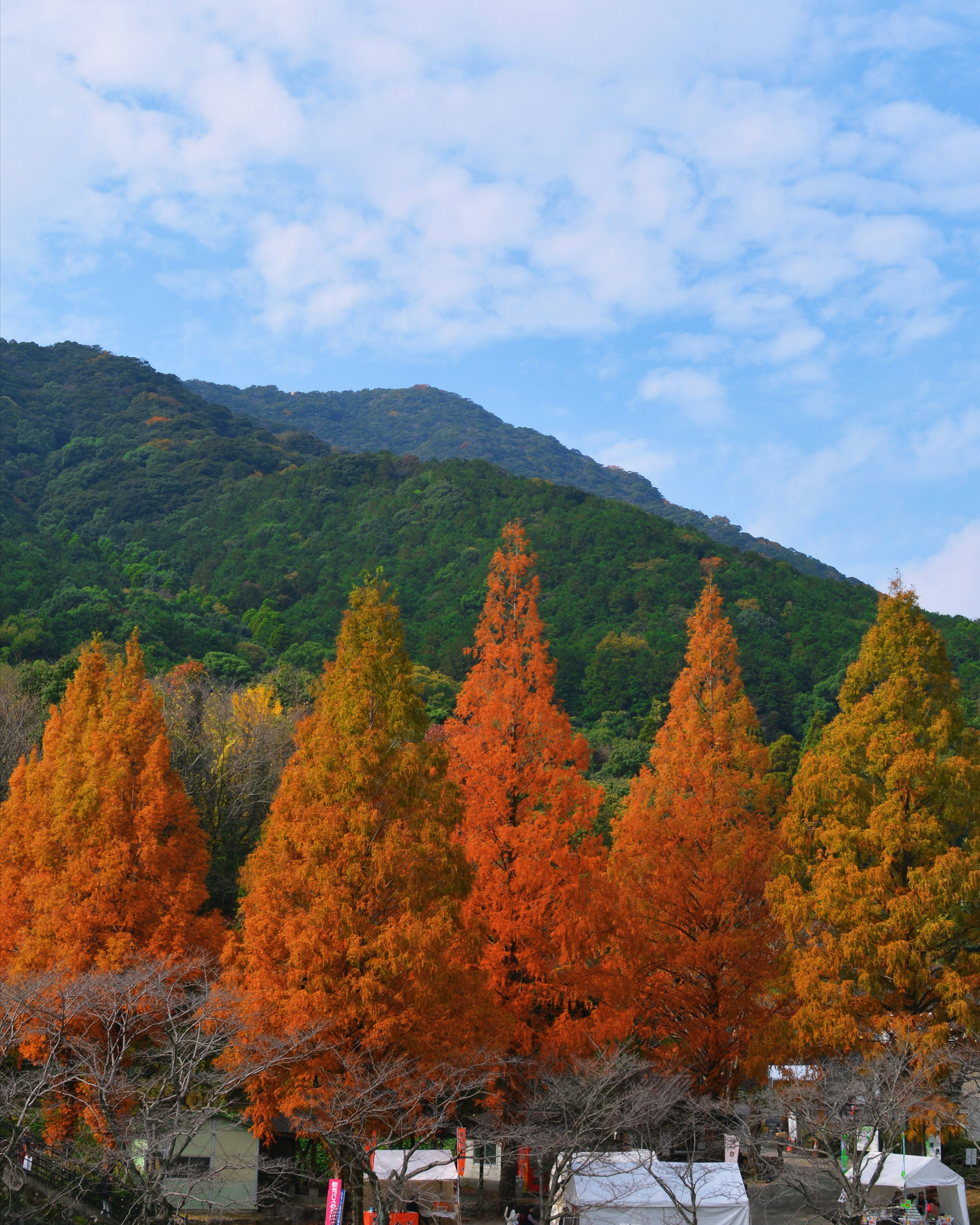 美しい秋の紅葉が広がる山の風景オレンジ色の木々と青い空