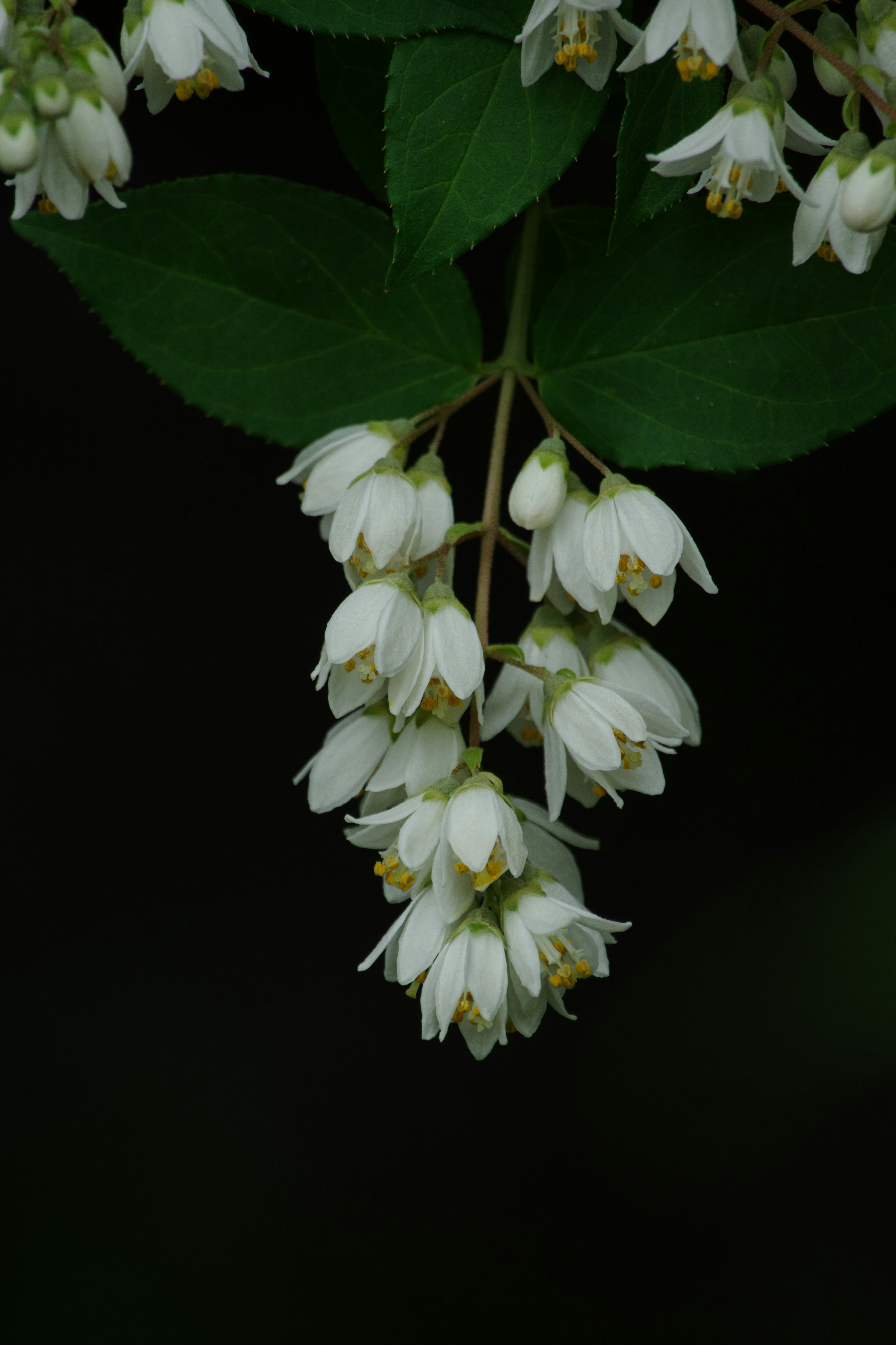 Primo piano di fiori bianchi che sbocciano a grappoli su una pianta