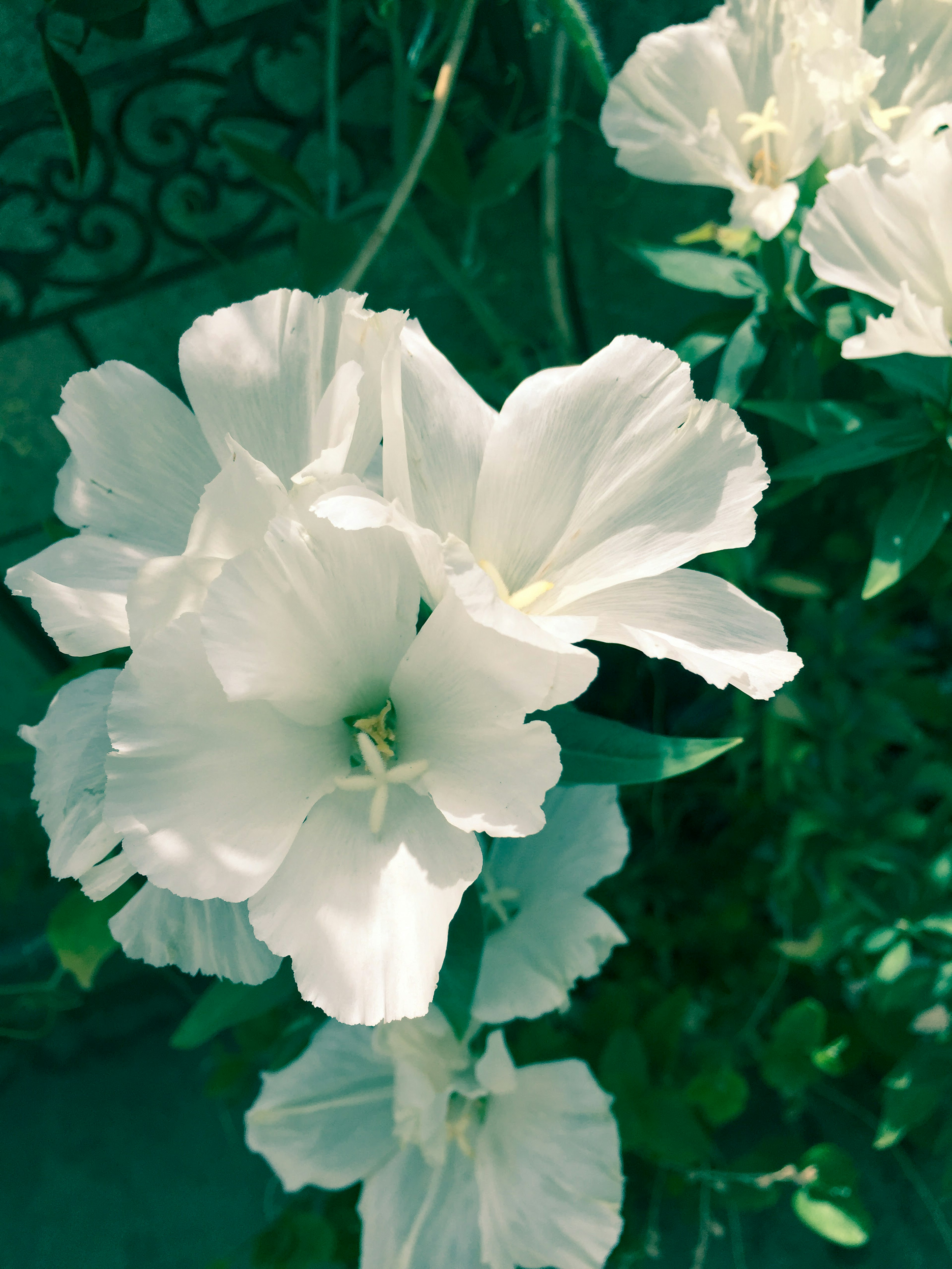 Fiori bianchi che sbocciano su uno sfondo verde