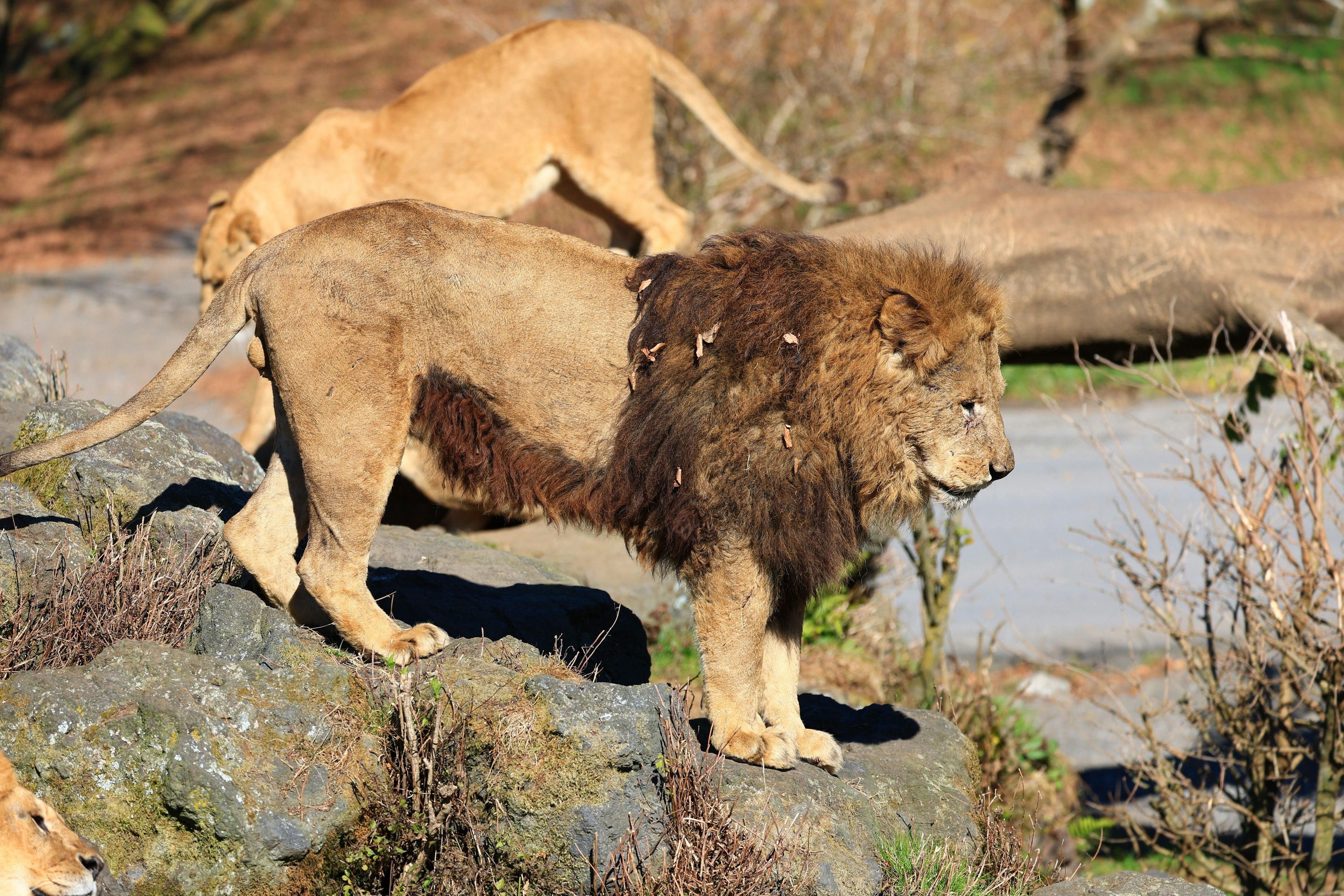 León de pie sobre una roca con otros leones al fondo