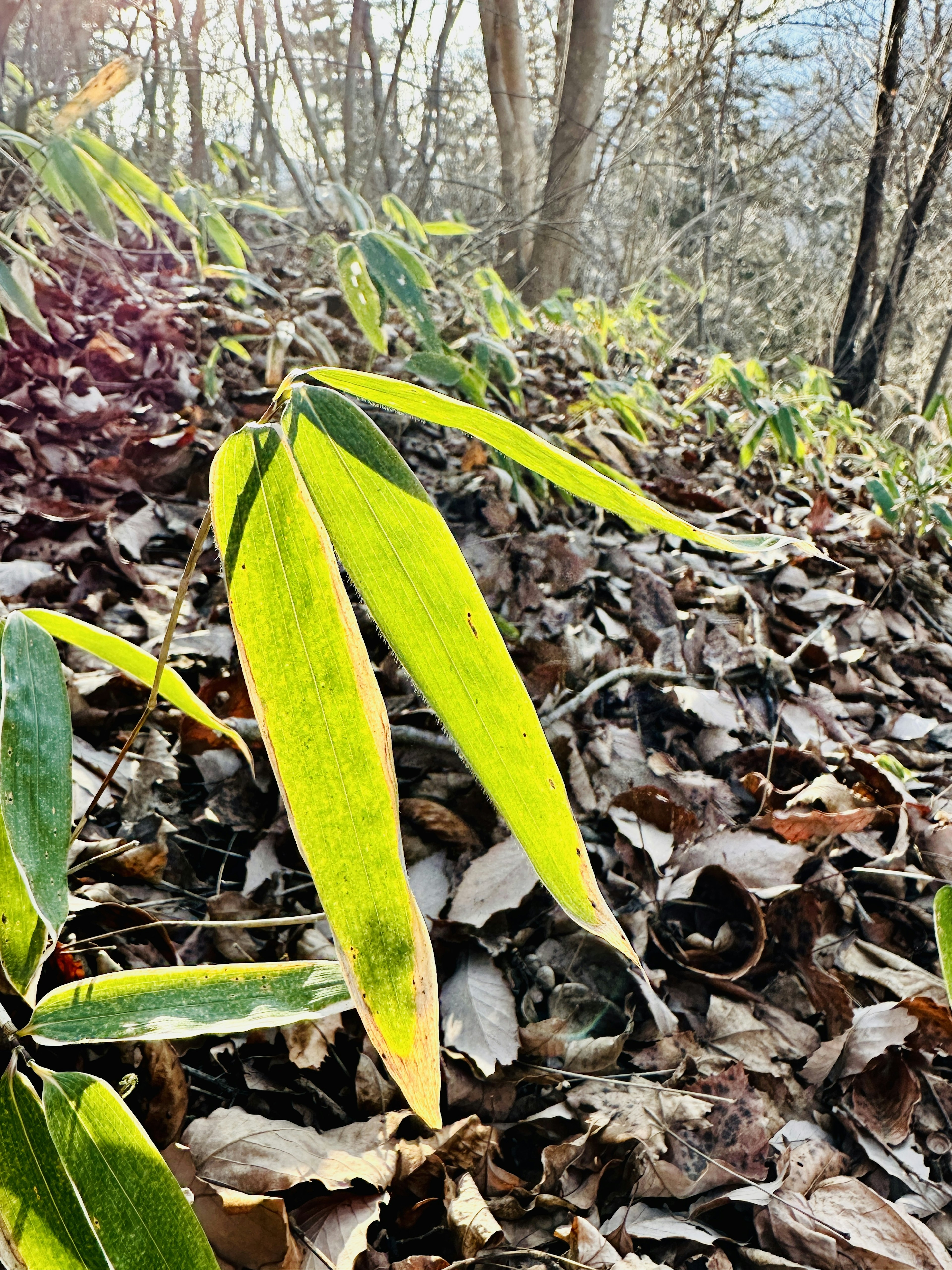 Green leaves emerging from a bed of dried leaves