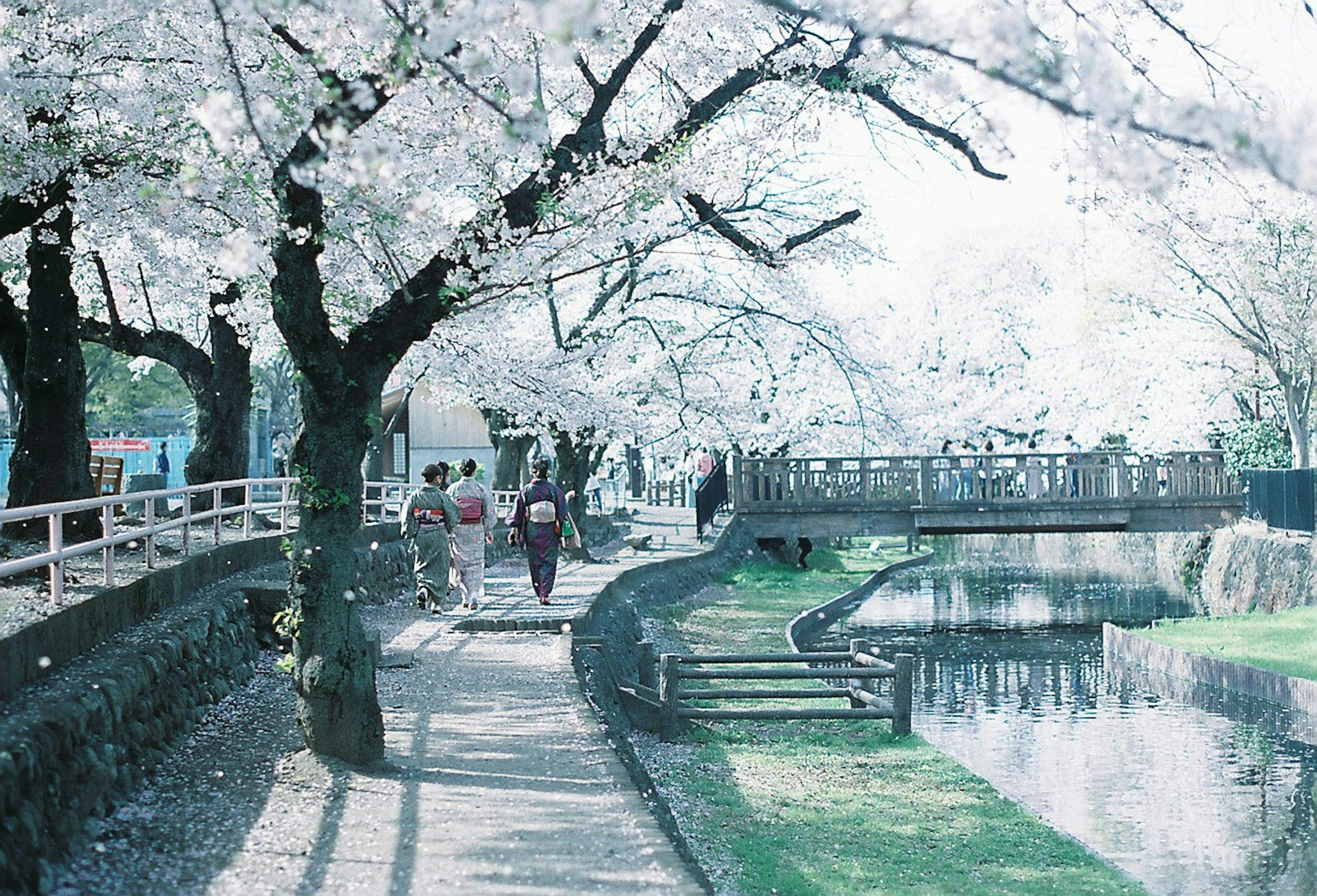 桜が満開の公園で散歩する人々と静かな水辺