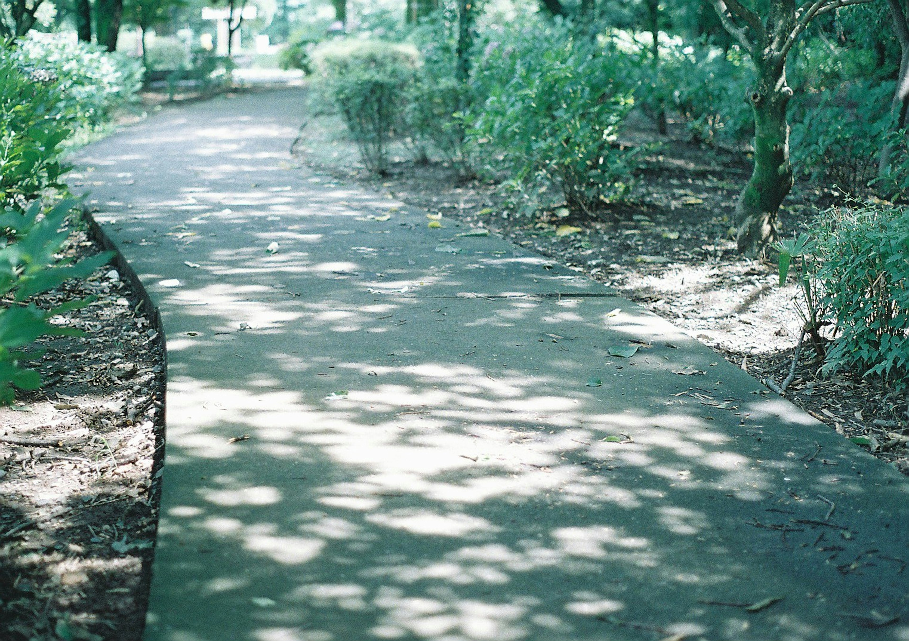 Kurvenweg in einem grünen Park Sonnenlicht, das durch die Blätter filtert und Schatten wirft