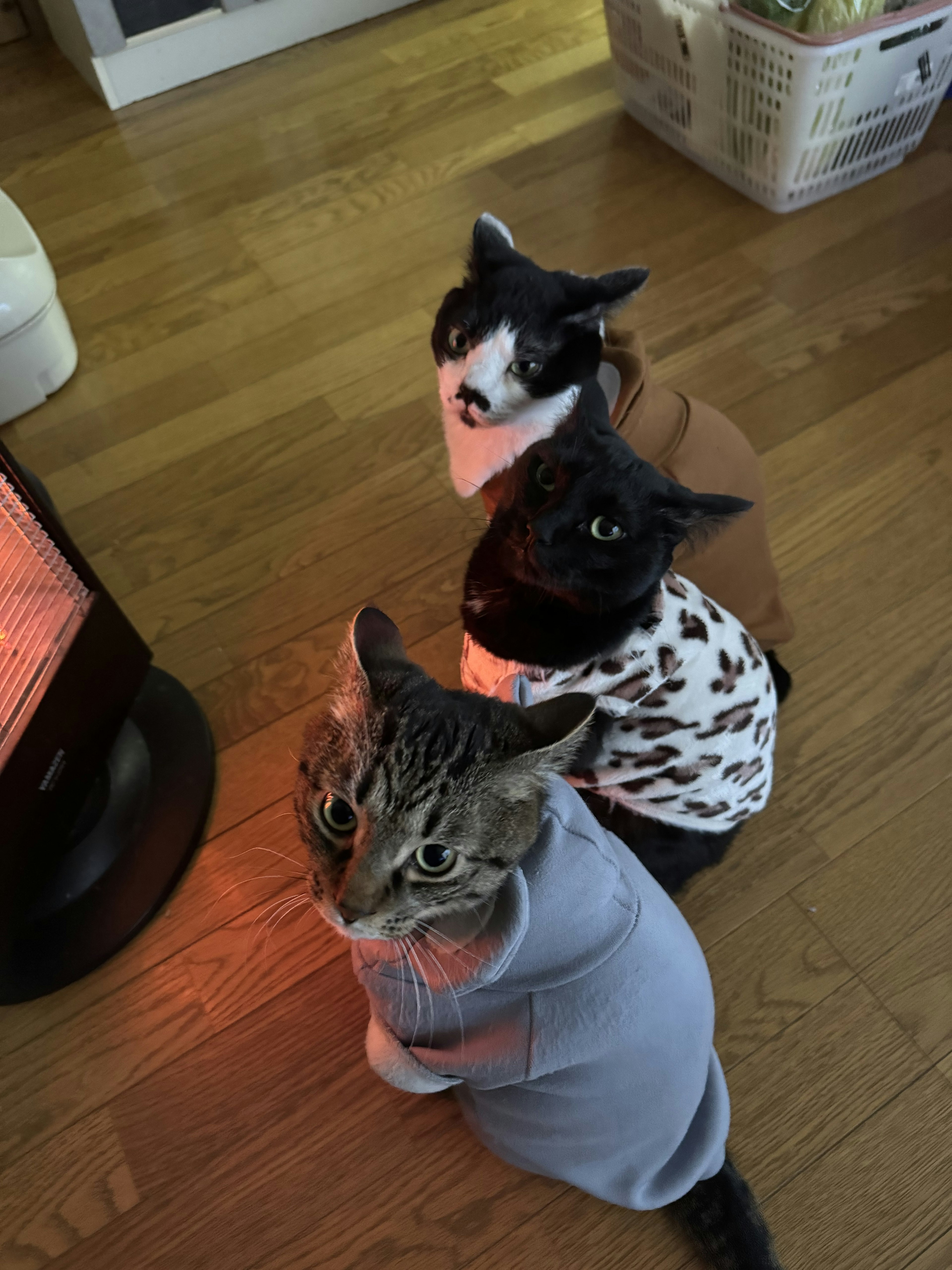 Drei Katzen sitzen vor einem Heizgerät und tragen verschiedene Outfits