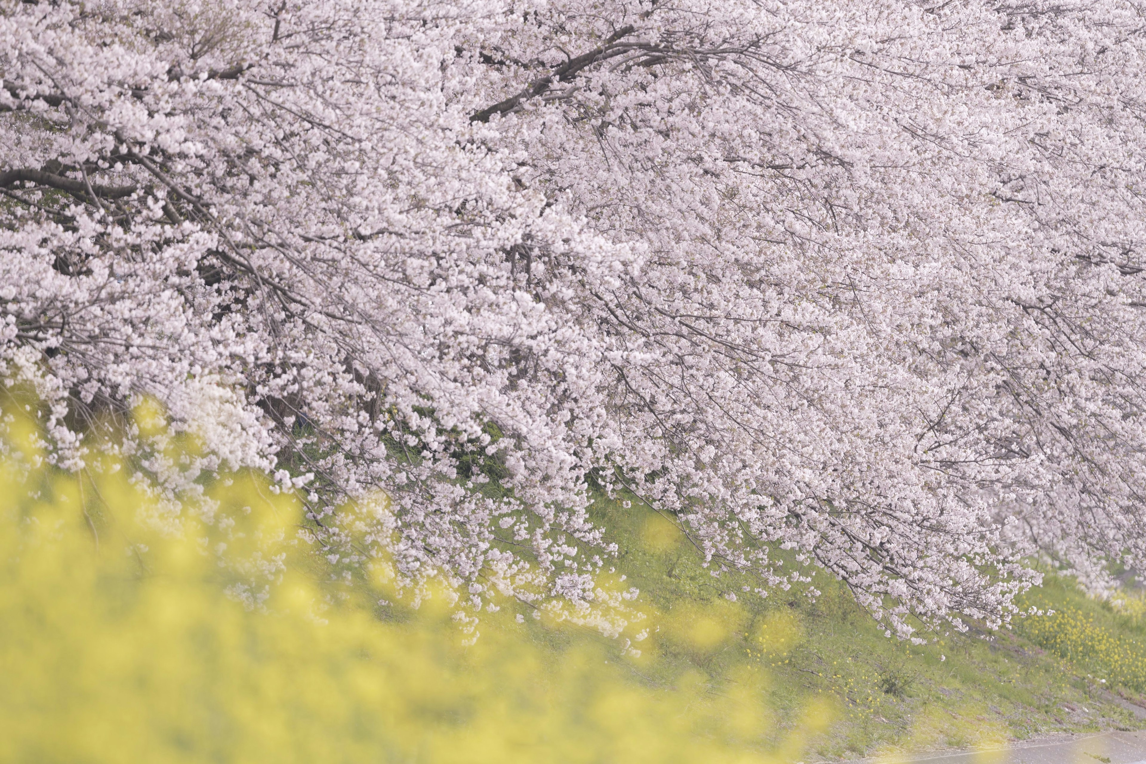 Pohon sakura berbunga dengan bunga merah muda dan ladang bunga kuning