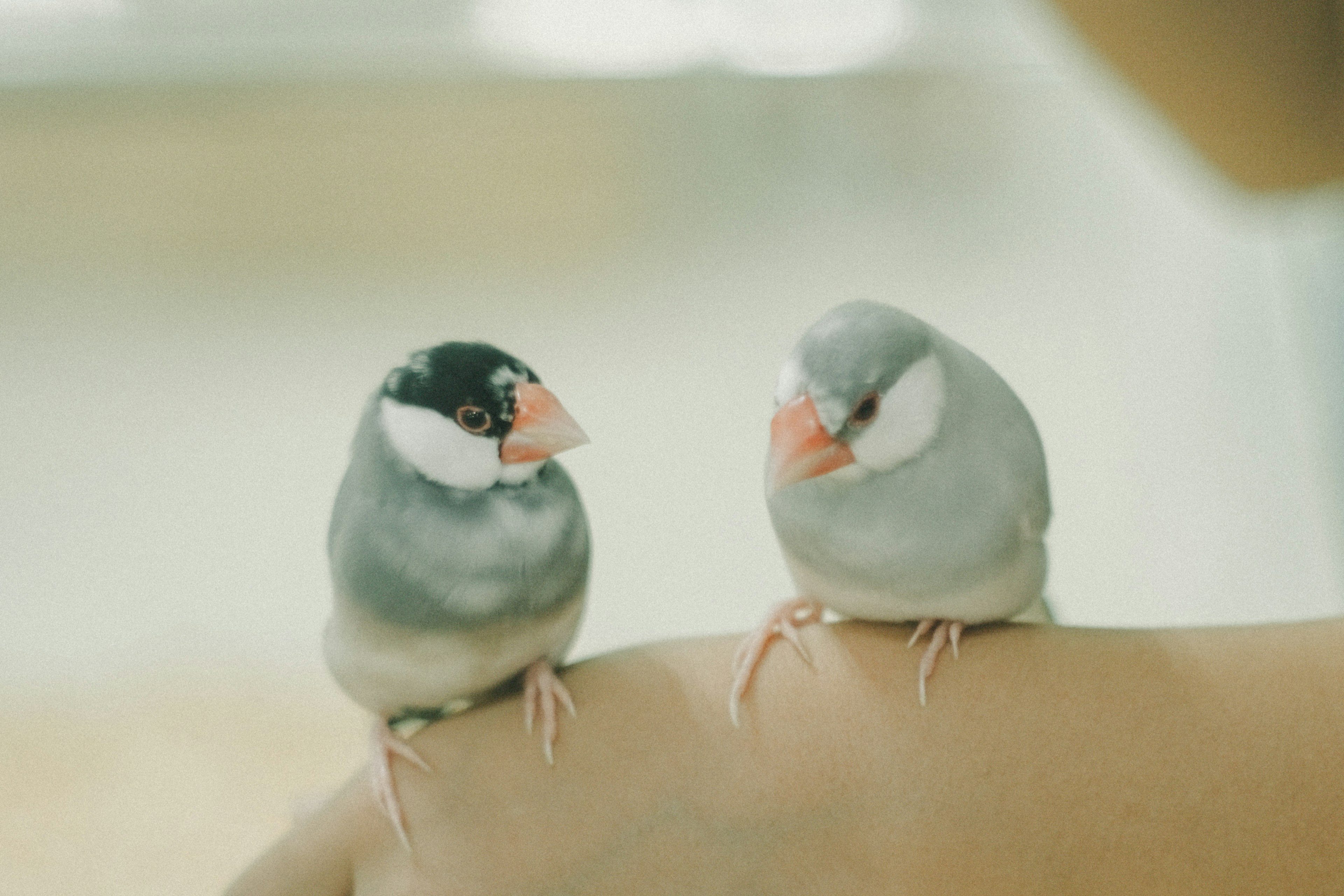 Two finches sitting on an arm