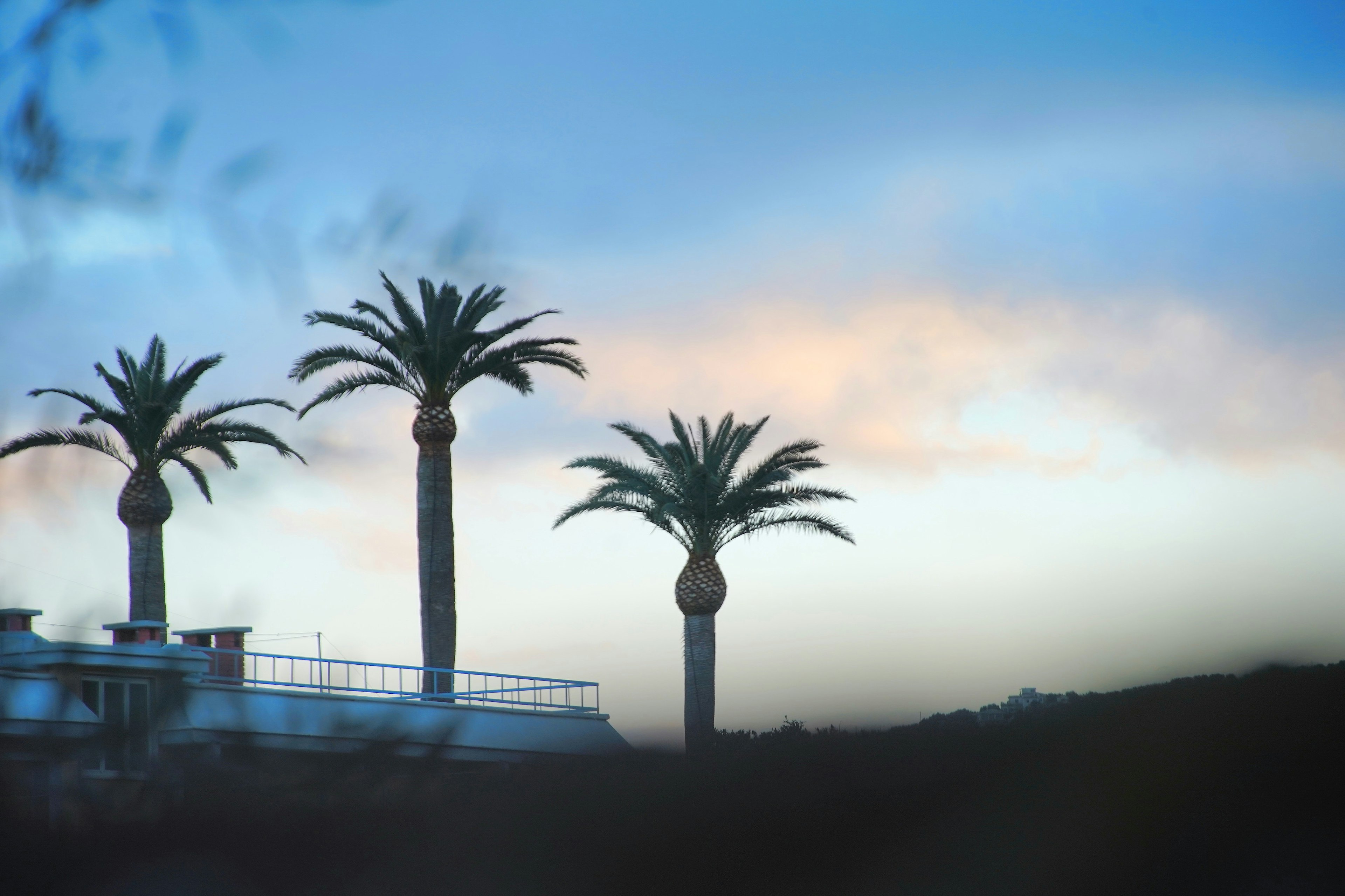 Tre palme in silhouette contro un cielo blu con nuvole morbide