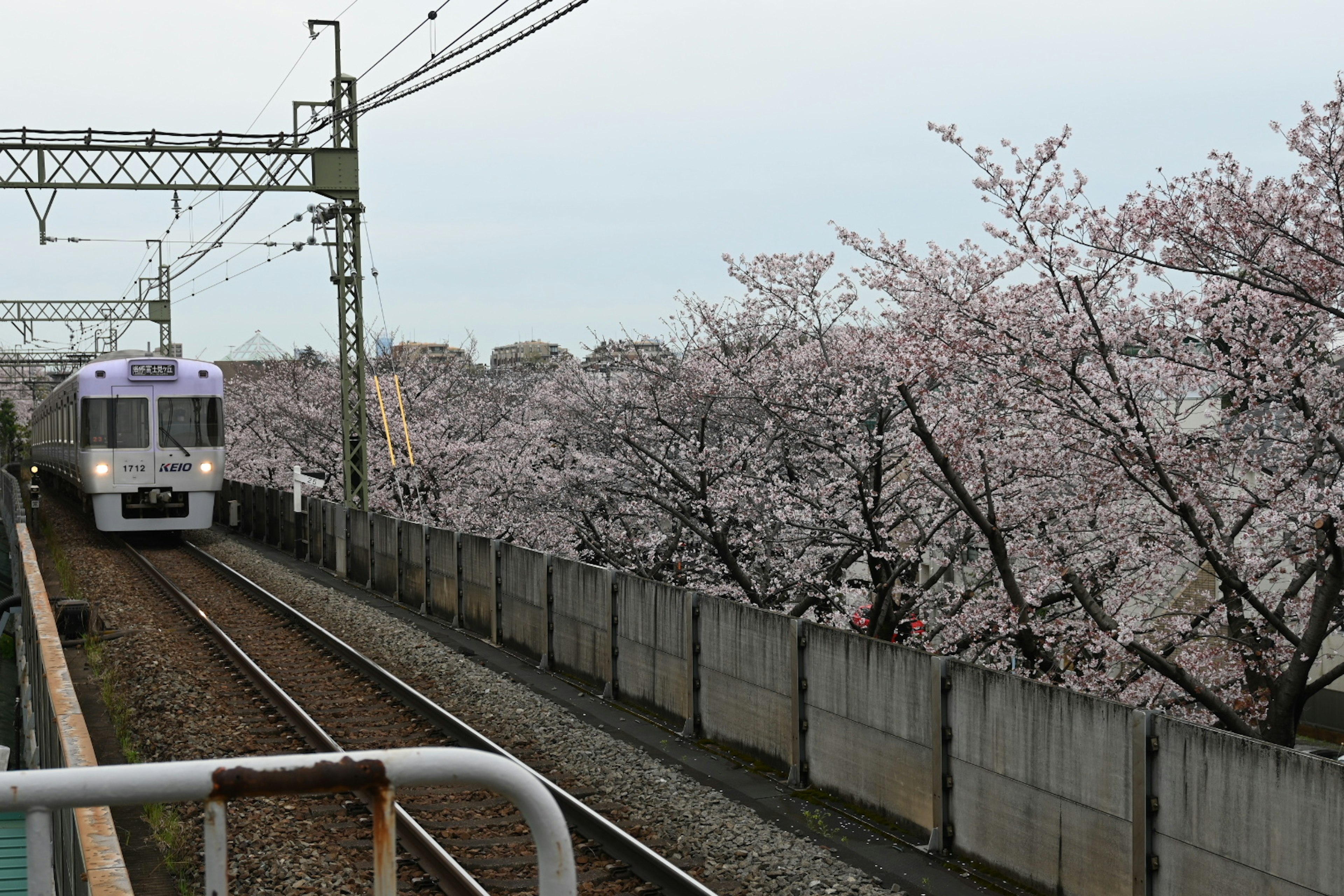 Tren que circula junto a árboles de cerezo en flor