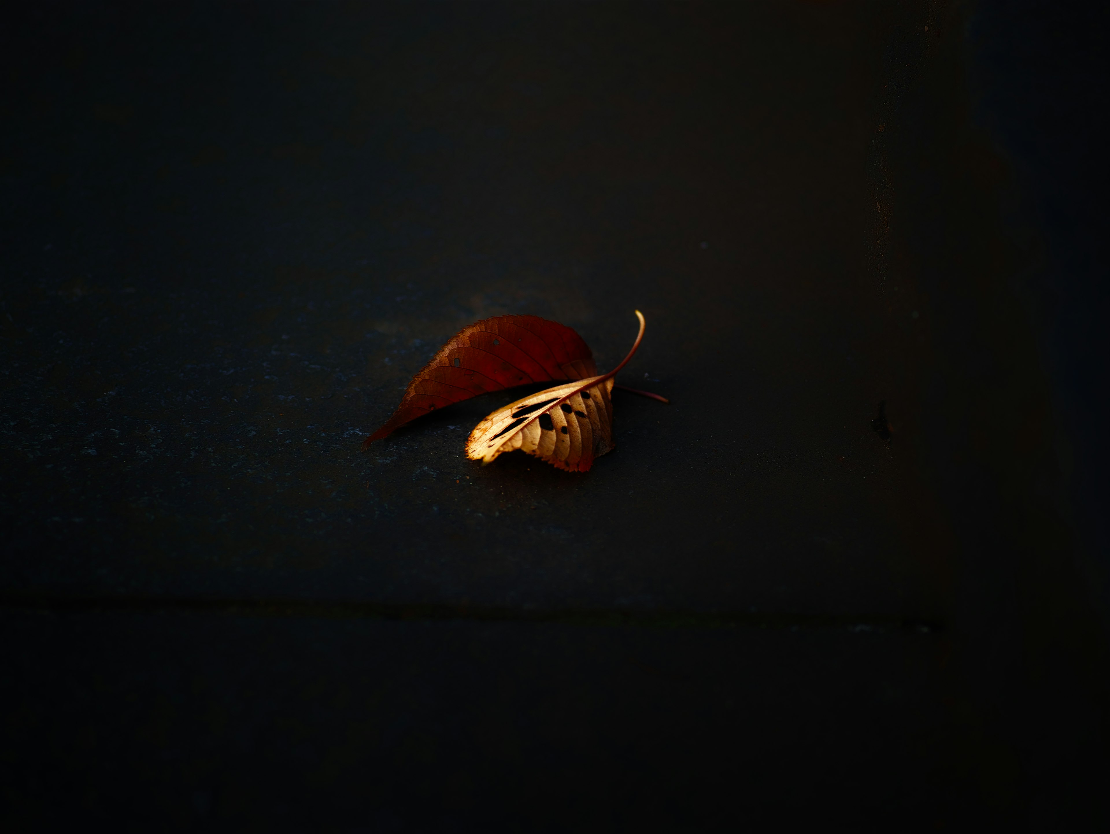 Feuilles dorées et rougeâtres sur un fond sombre