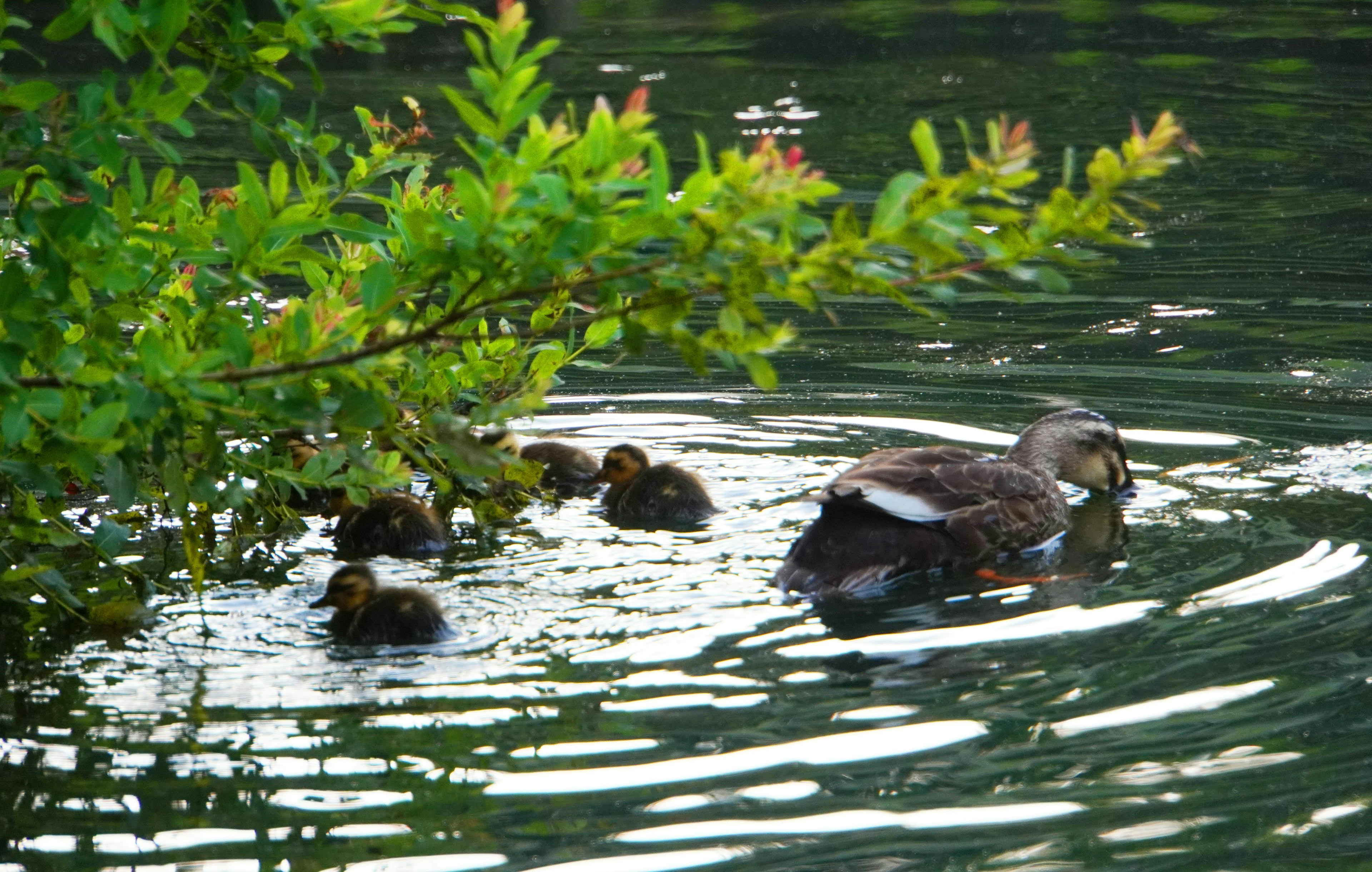 Pato madre nadando con patitos rodeados de hojas verdes en un entorno sereno