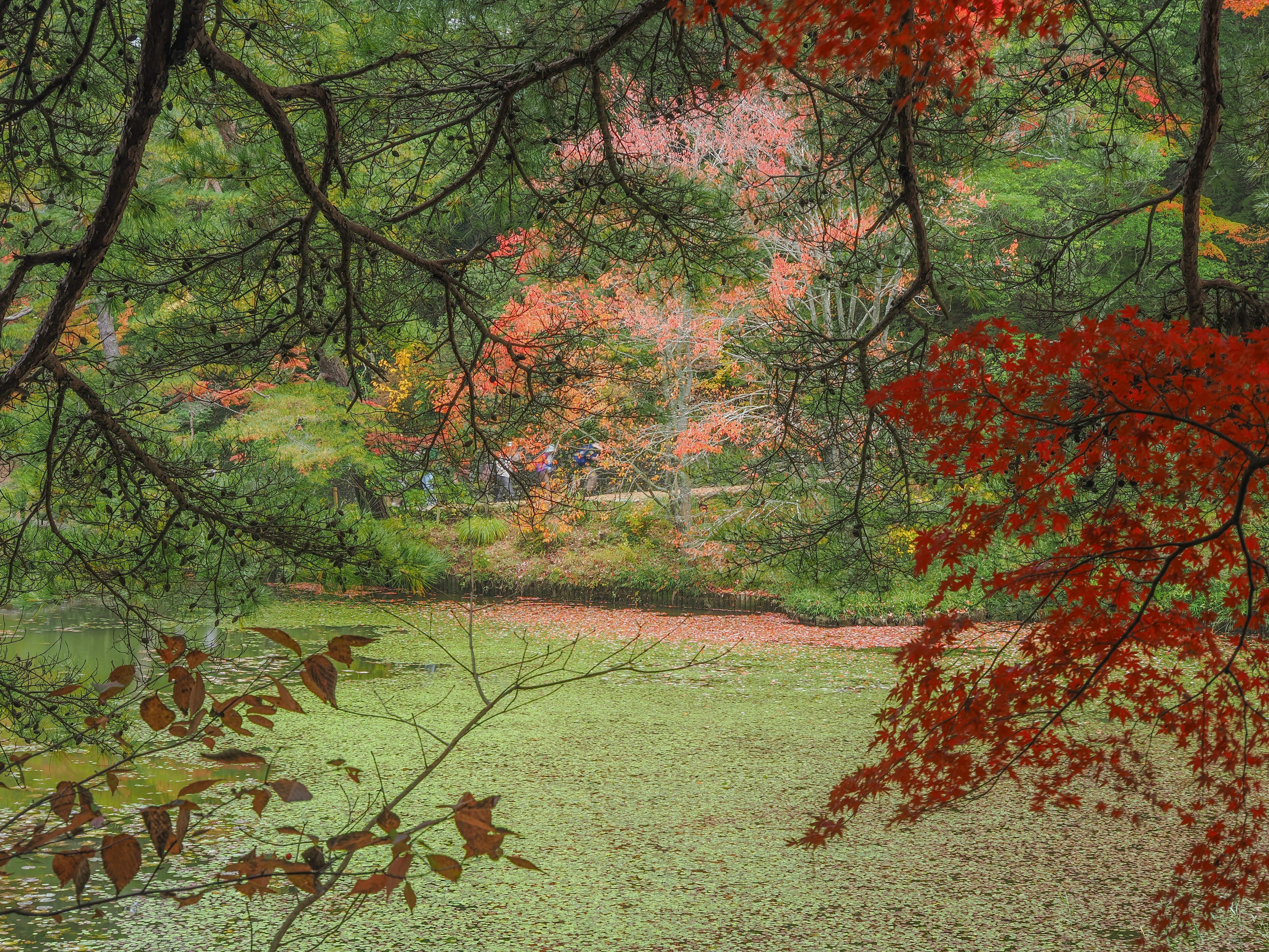 Malersicher Blick auf einen ruhigen Teich umgeben von buntem Herbstlaub