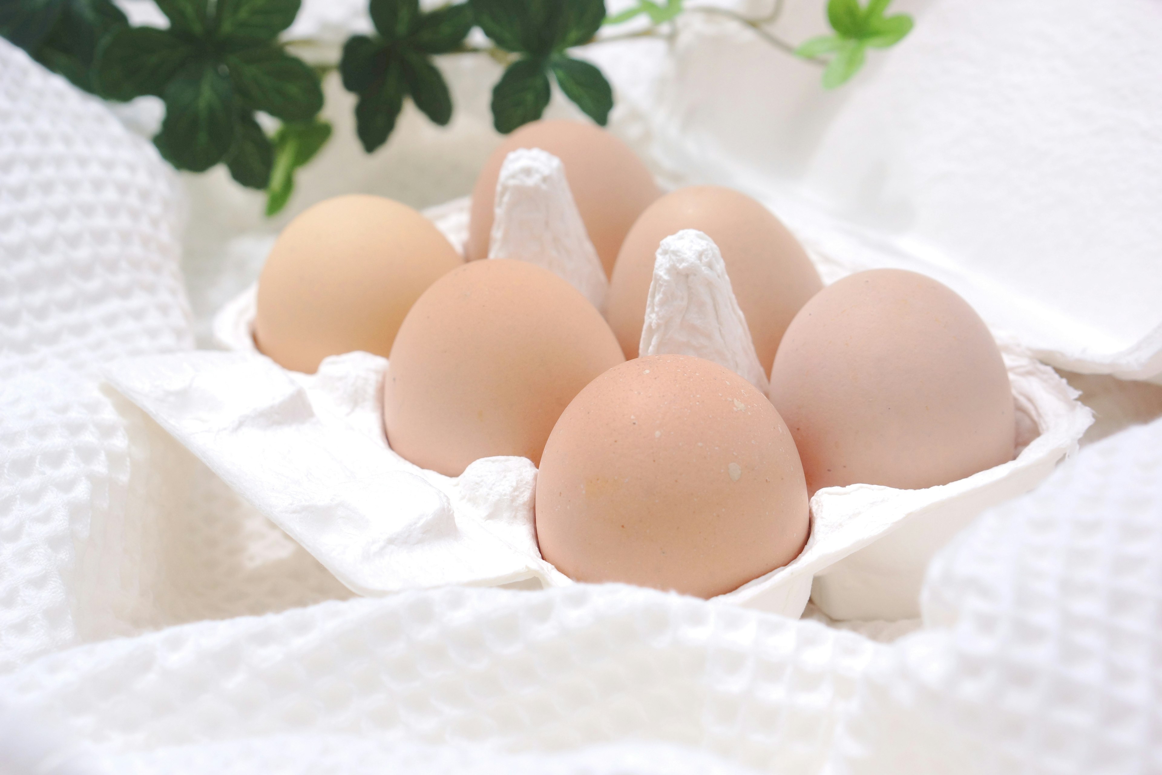 Image of eggs arranged in a carton on a white background