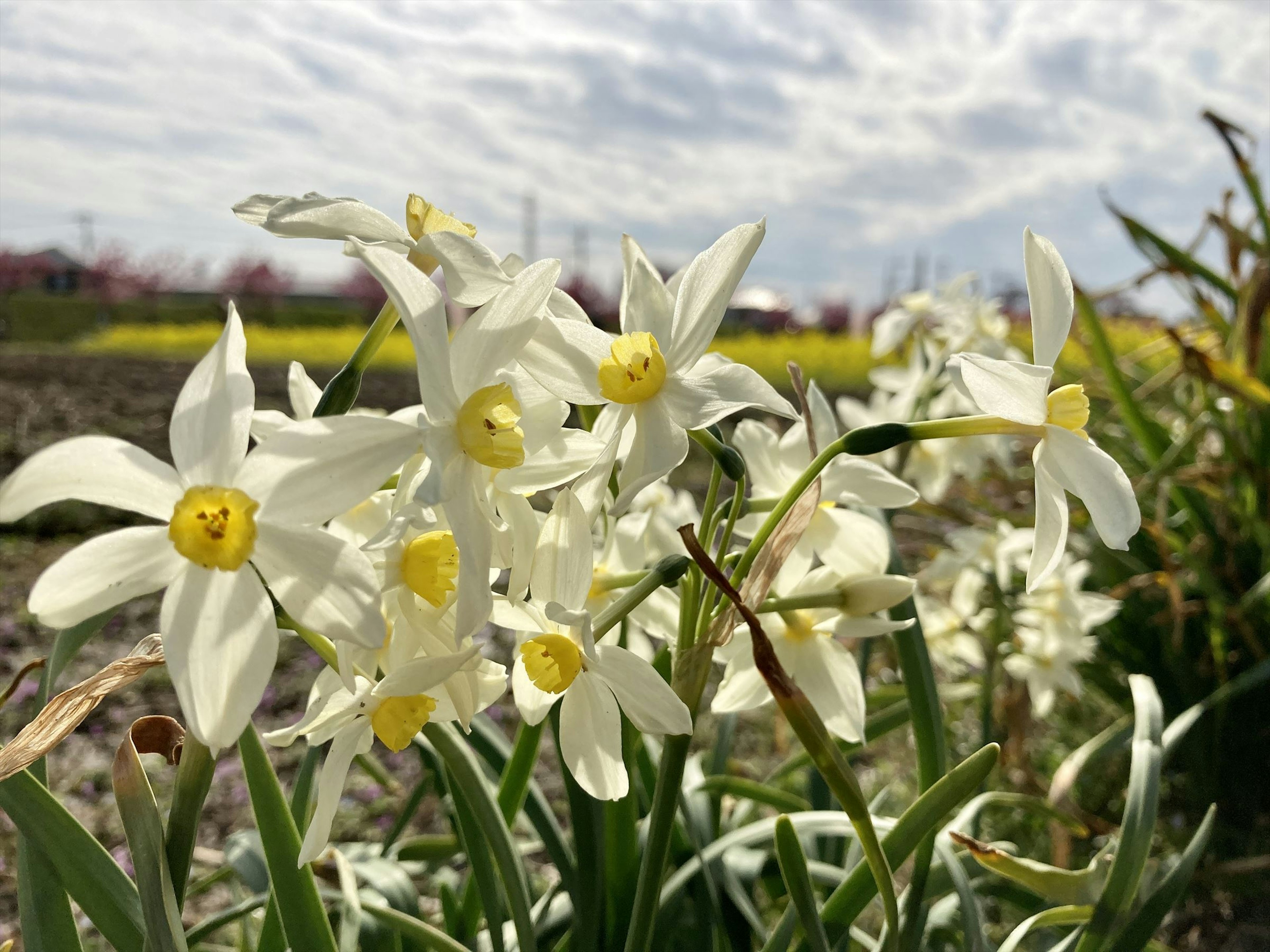 白い水仙の花が咲いている風景