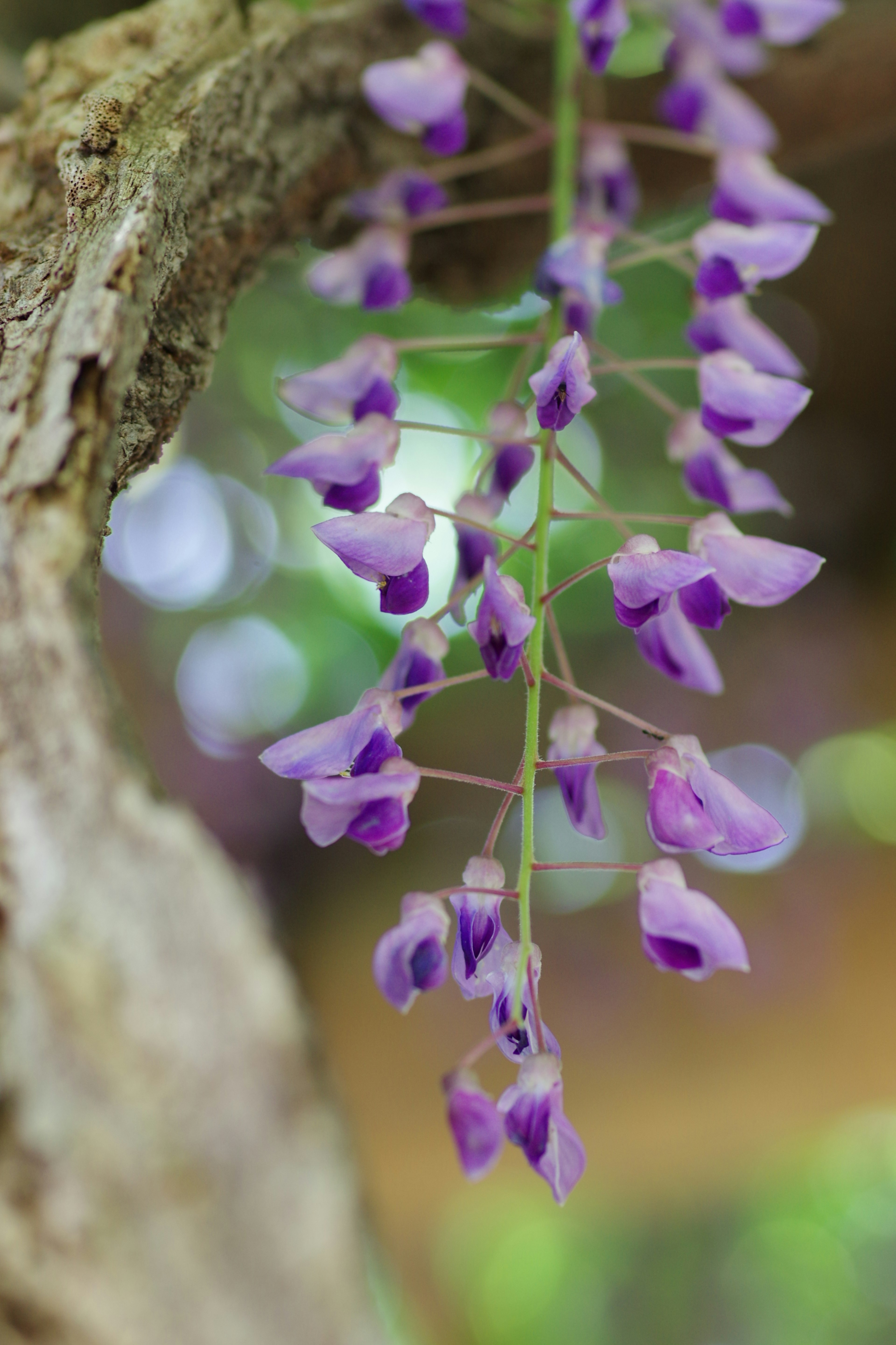 Acercamiento de flores de glicina moradas en cascada