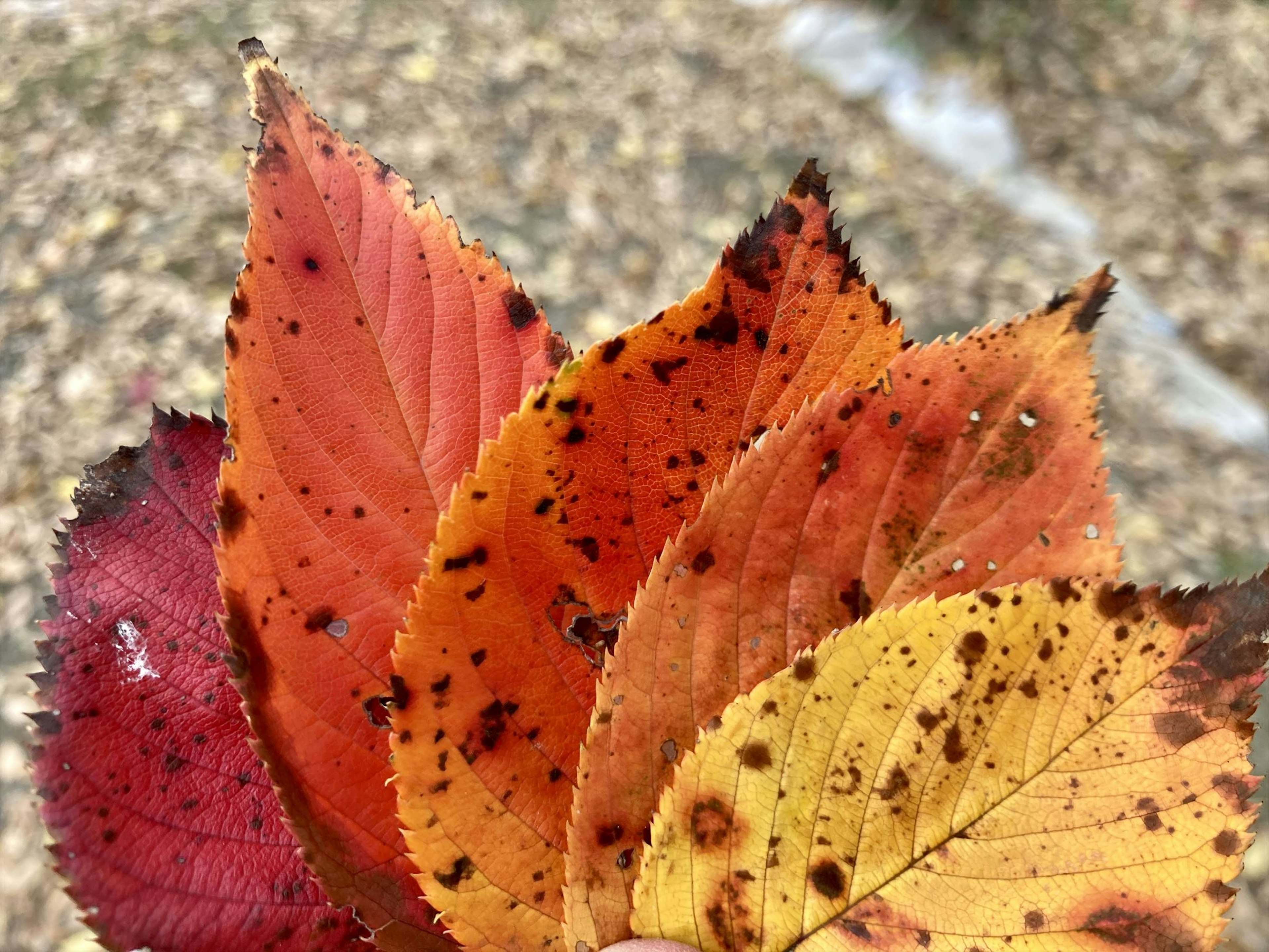 Eine Sammlung von bunten Herbstblättern, die zusammen angeordnet sind