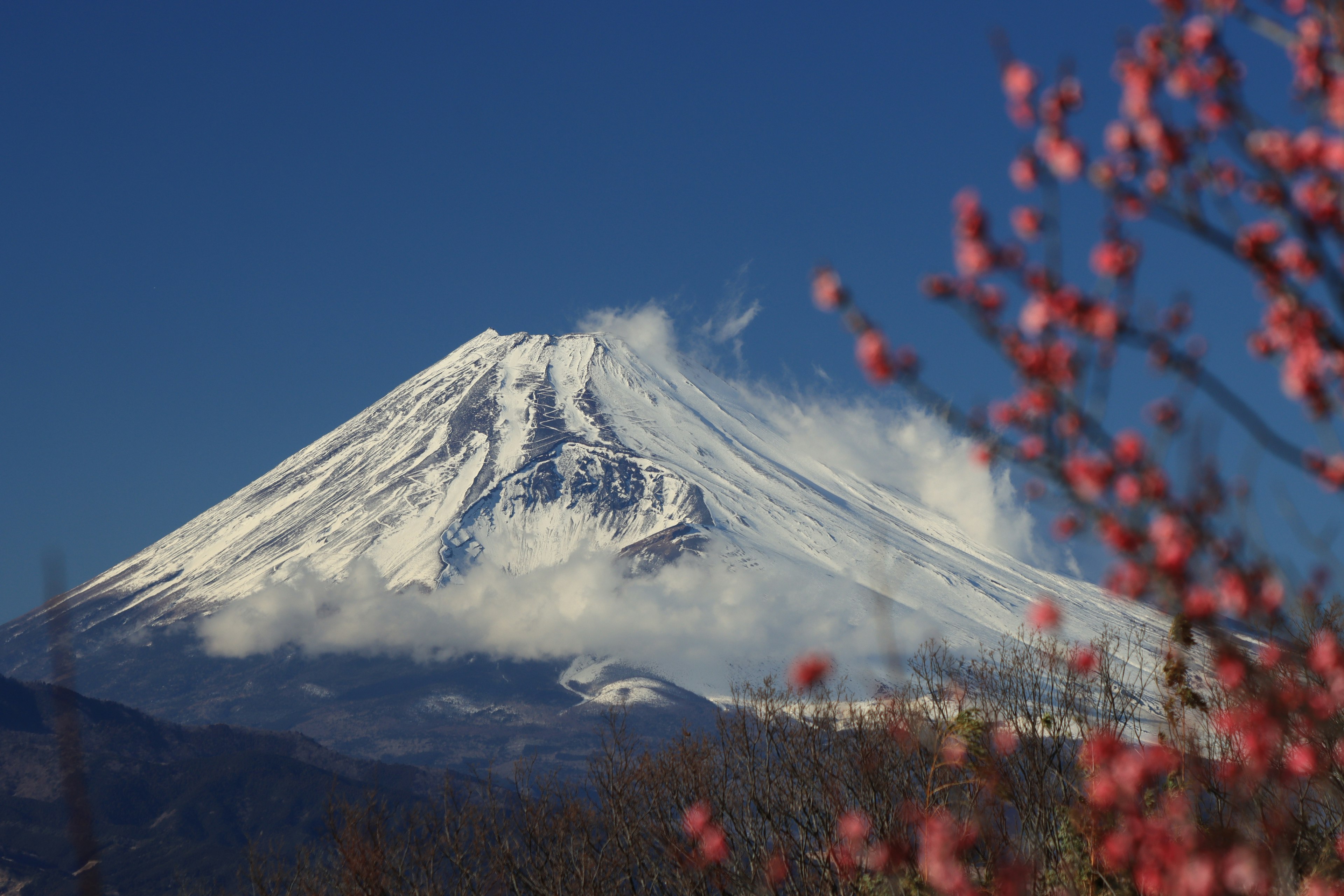 富士山與前景櫻花的美麗景色