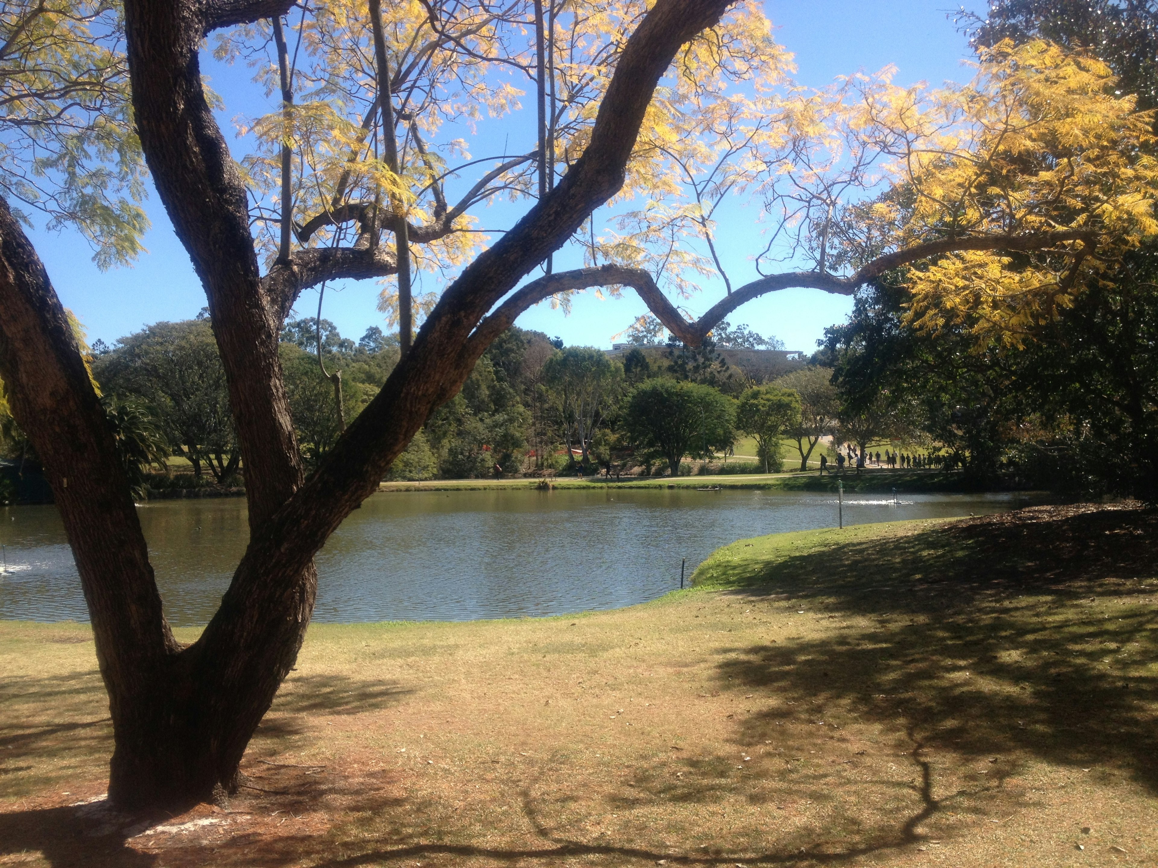 A large tree with yellow leaves beside a calm pond under a clear blue sky