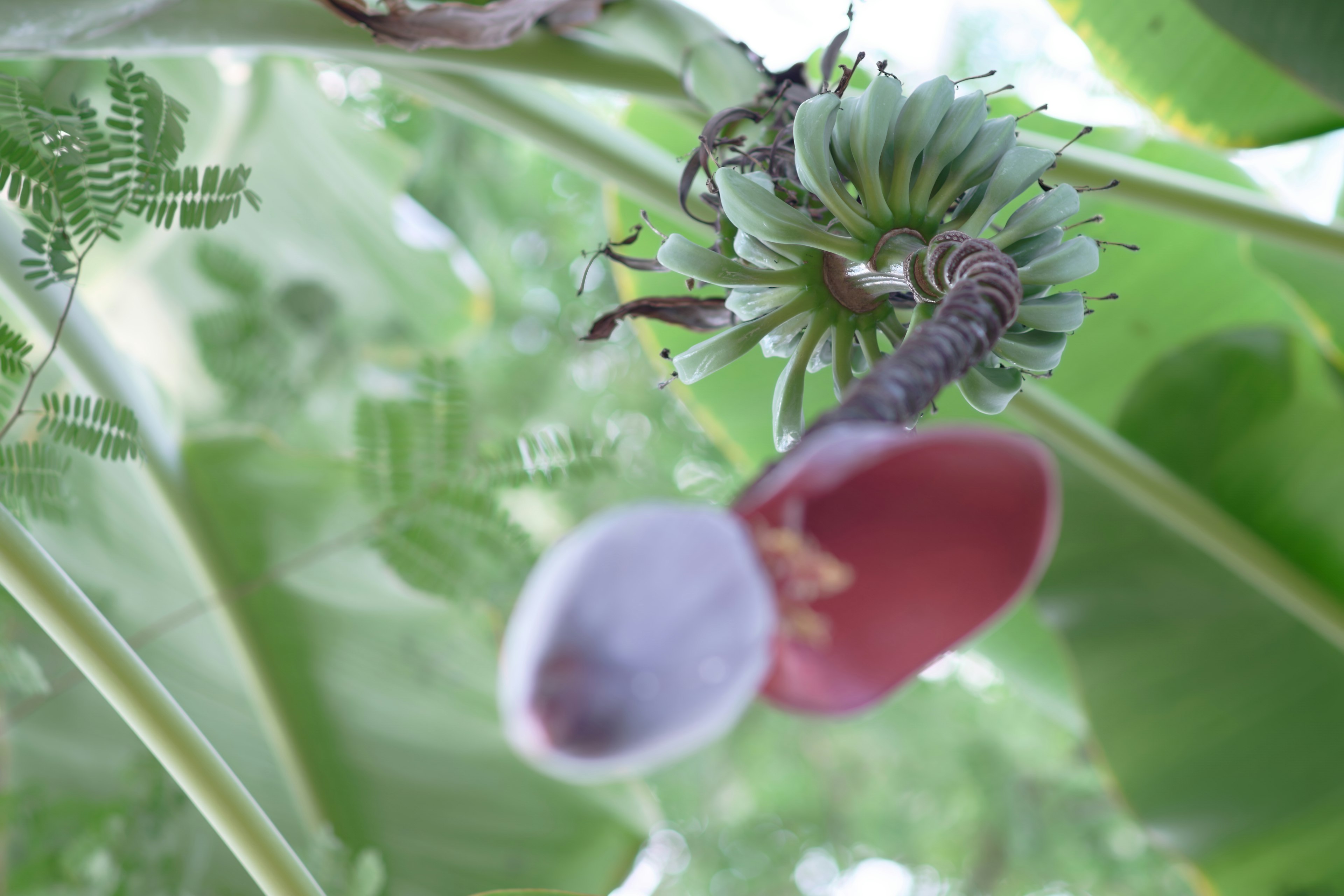 Vista dal basso di una pianta di banana con fiore e frutto in sviluppo