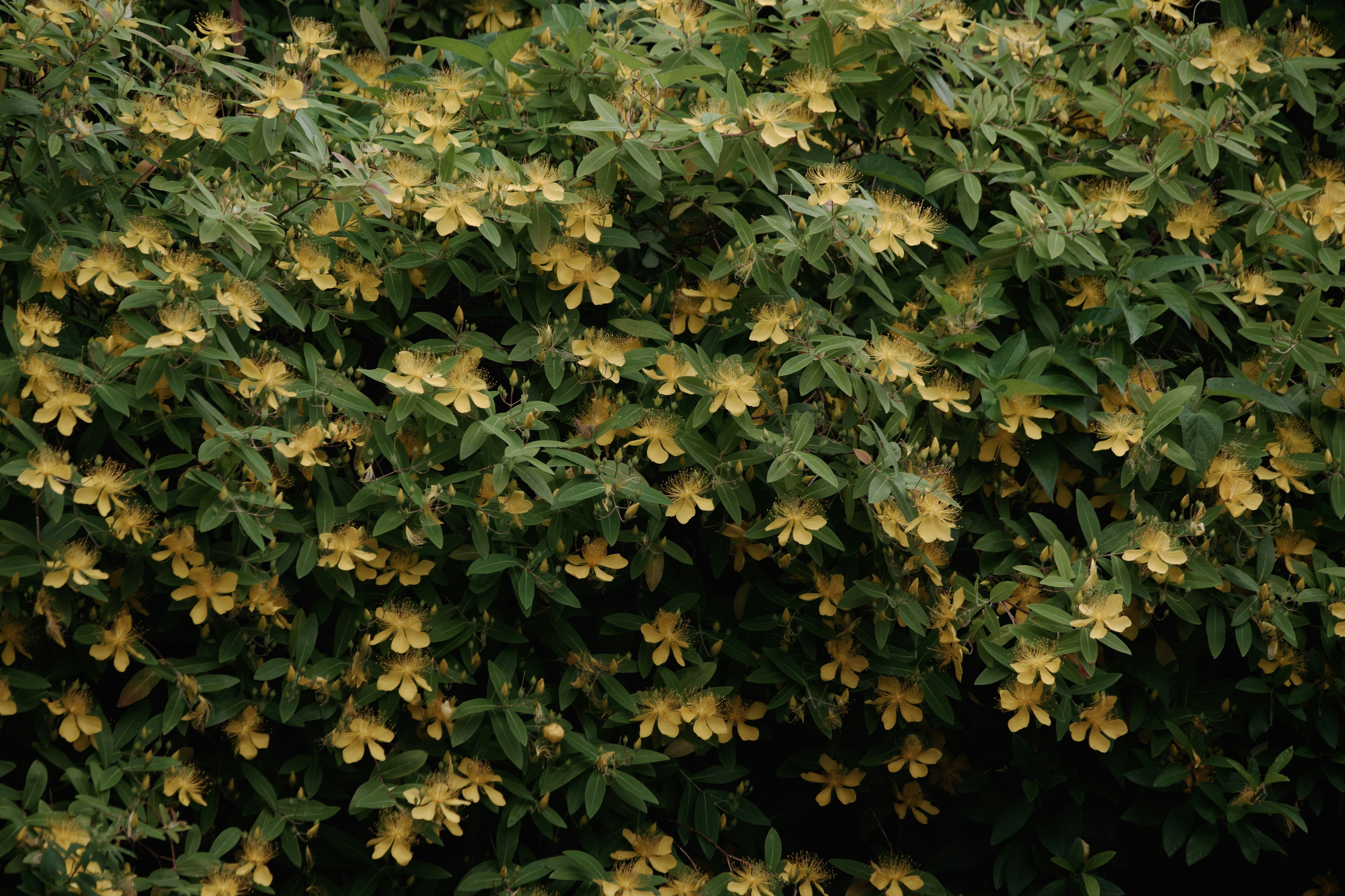 Arbusto verde denso ricoperto di fiori gialli