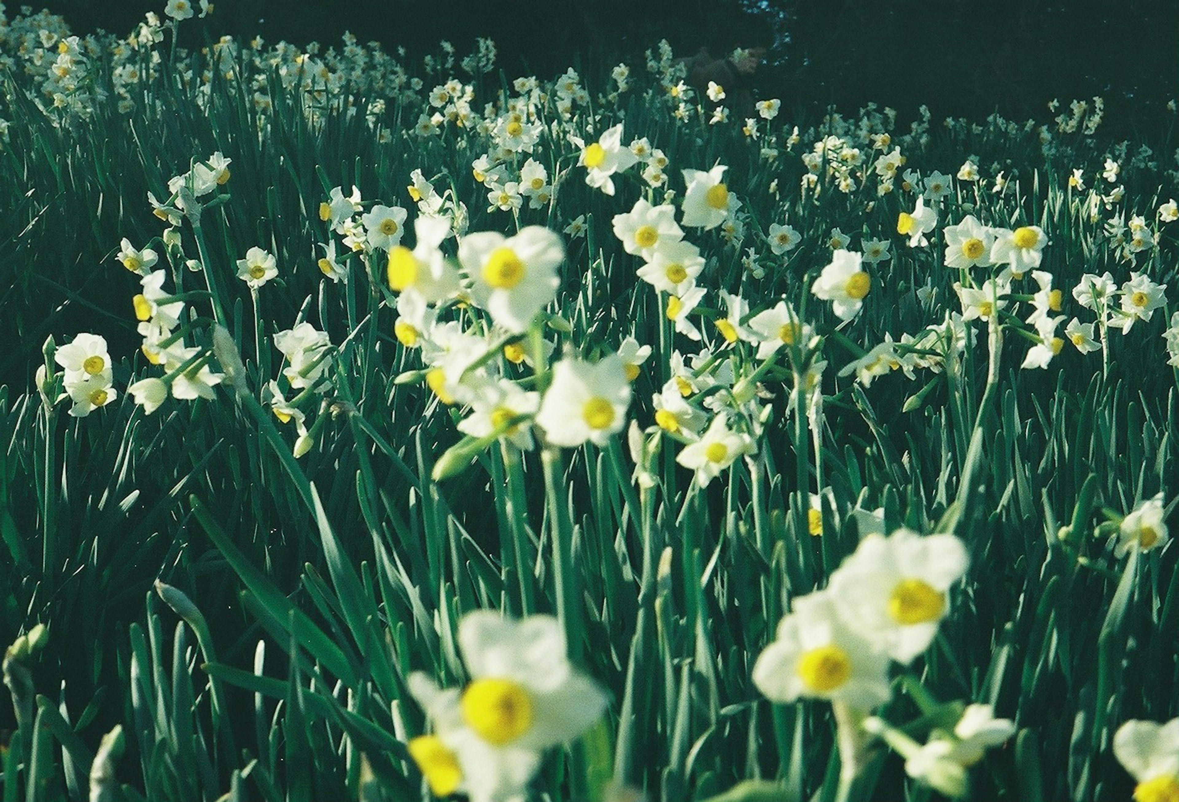 Field of blooming white daffodils with yellow centers