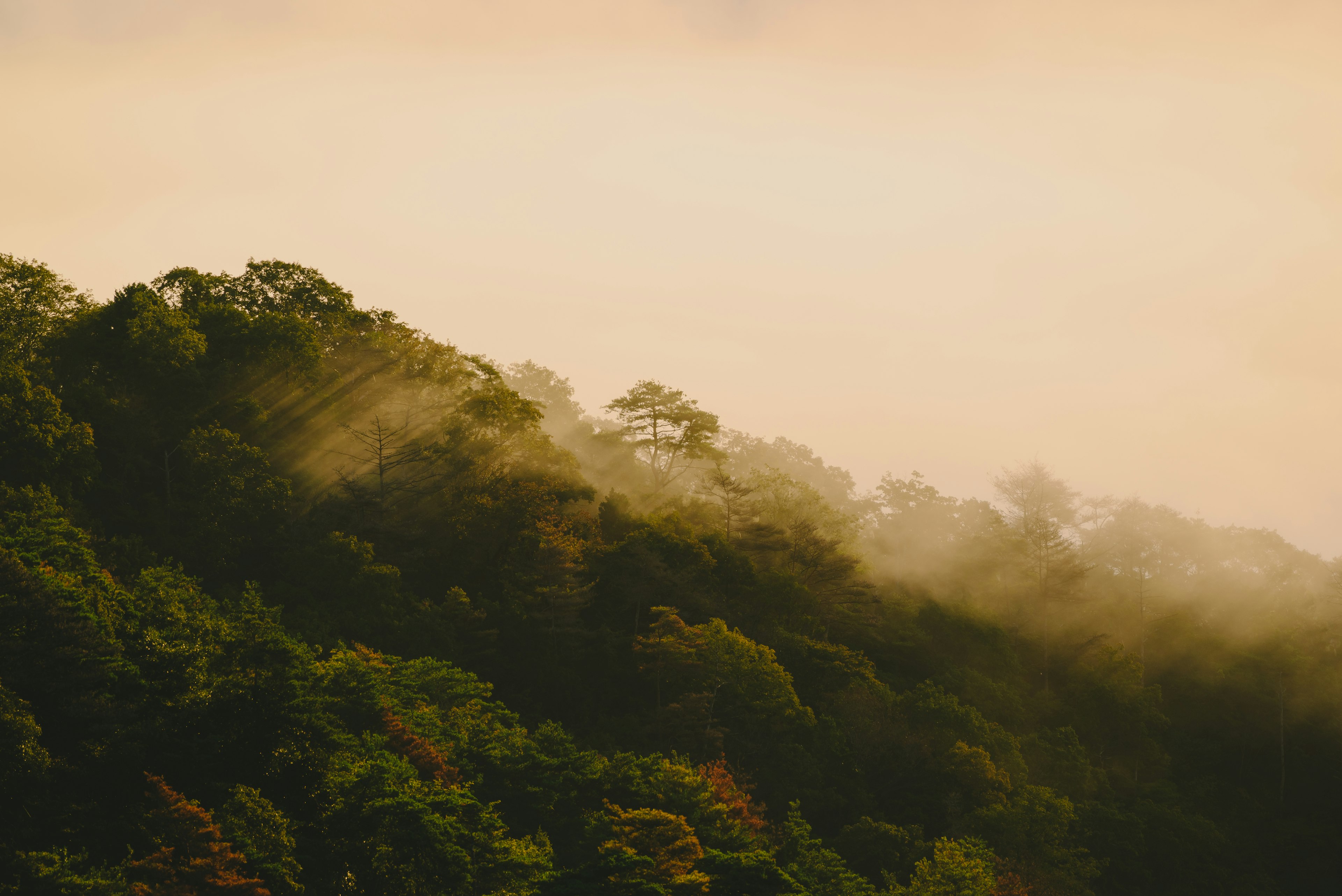 Paisaje de colina brumosa con suave luz dorada