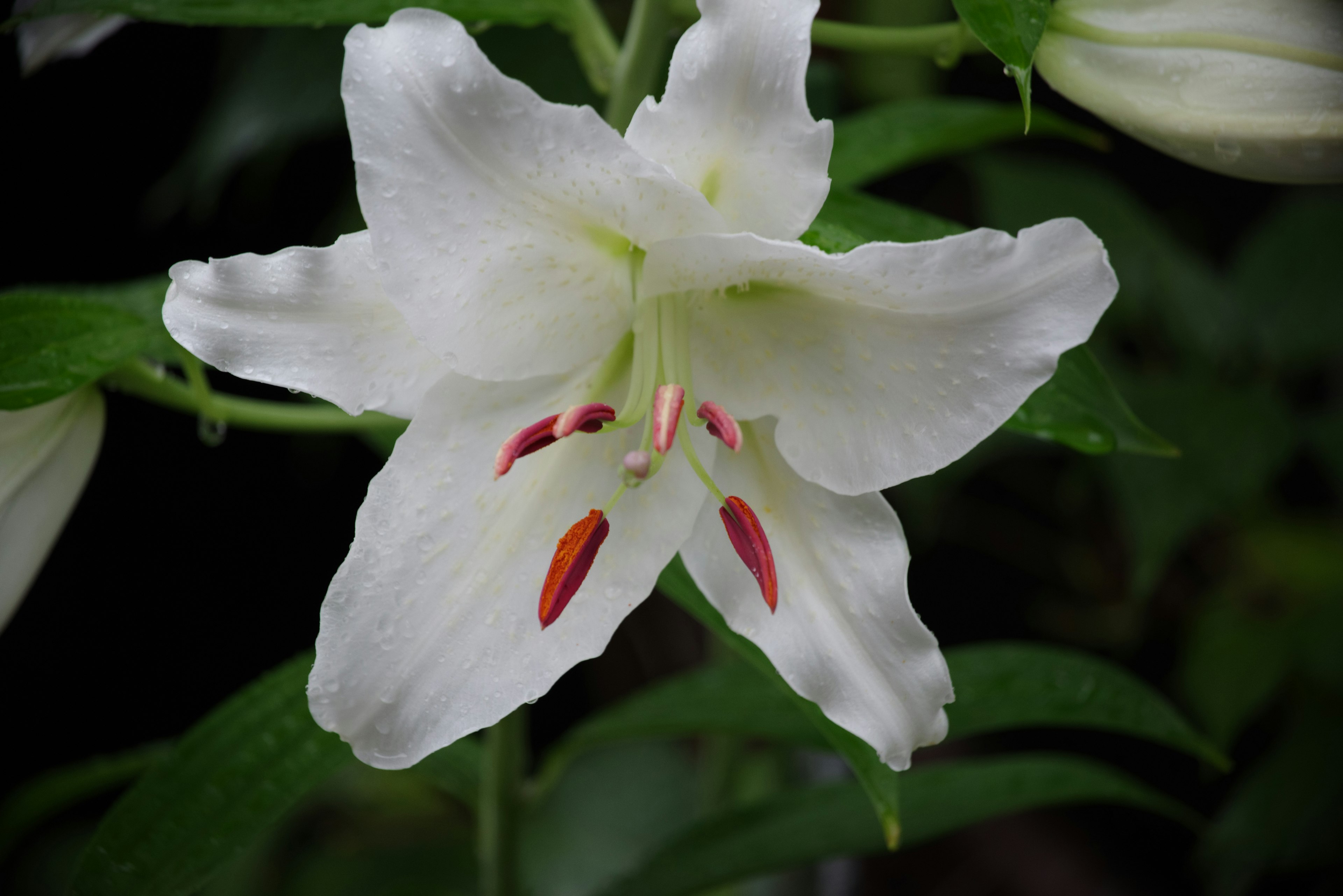 白いユリの花が緑の葉に囲まれて咲いている