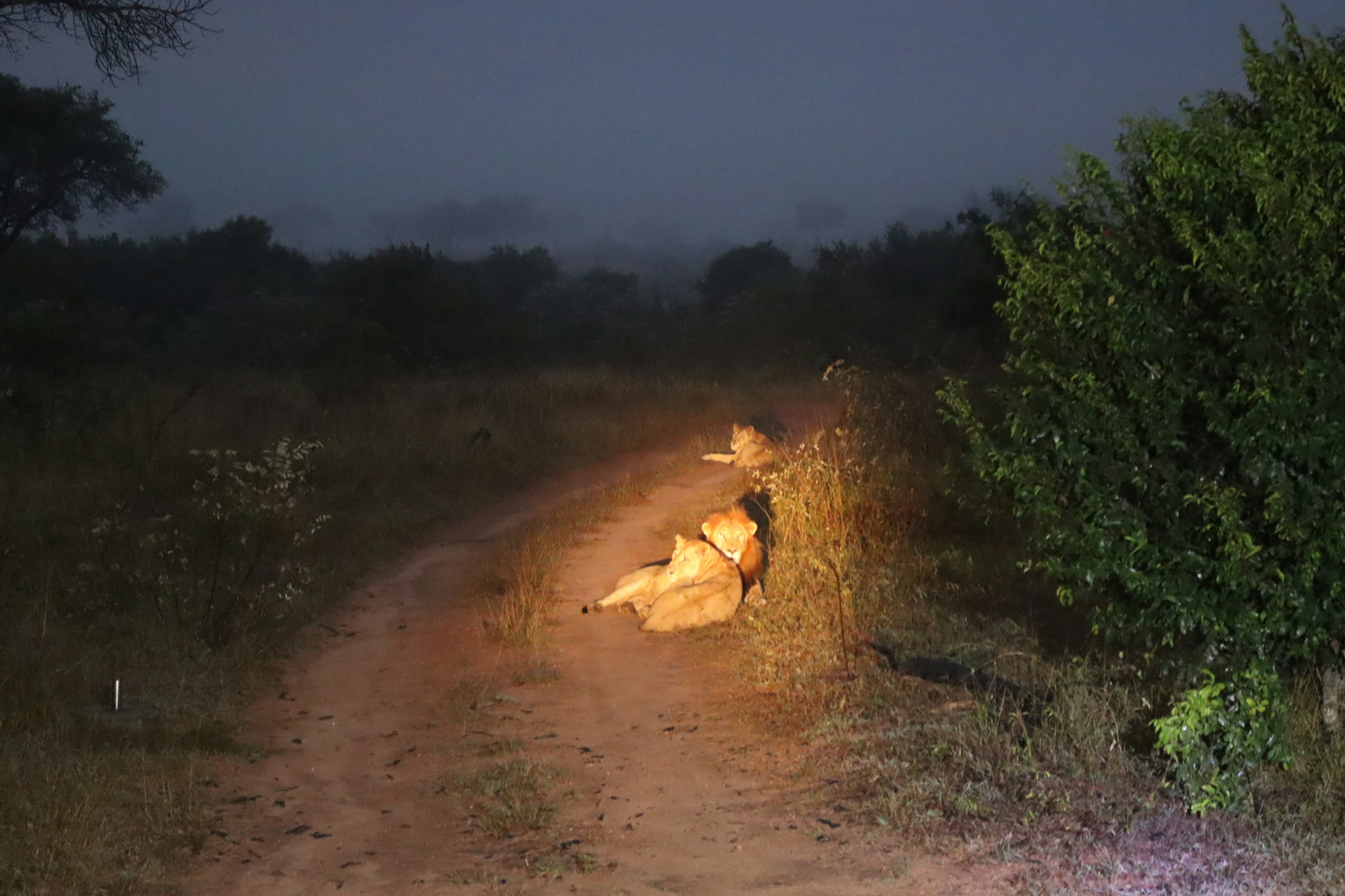 Lions resting by the side of a path at night