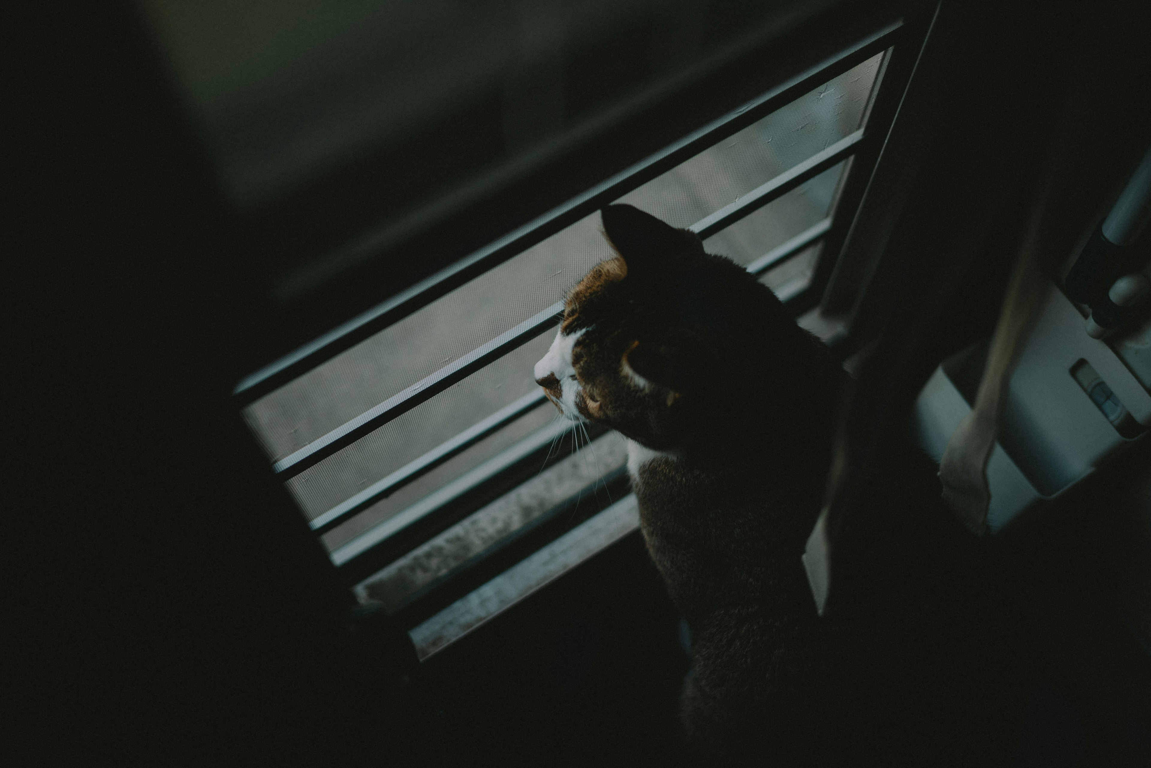 A photo of a dog sitting by the window in a dark room