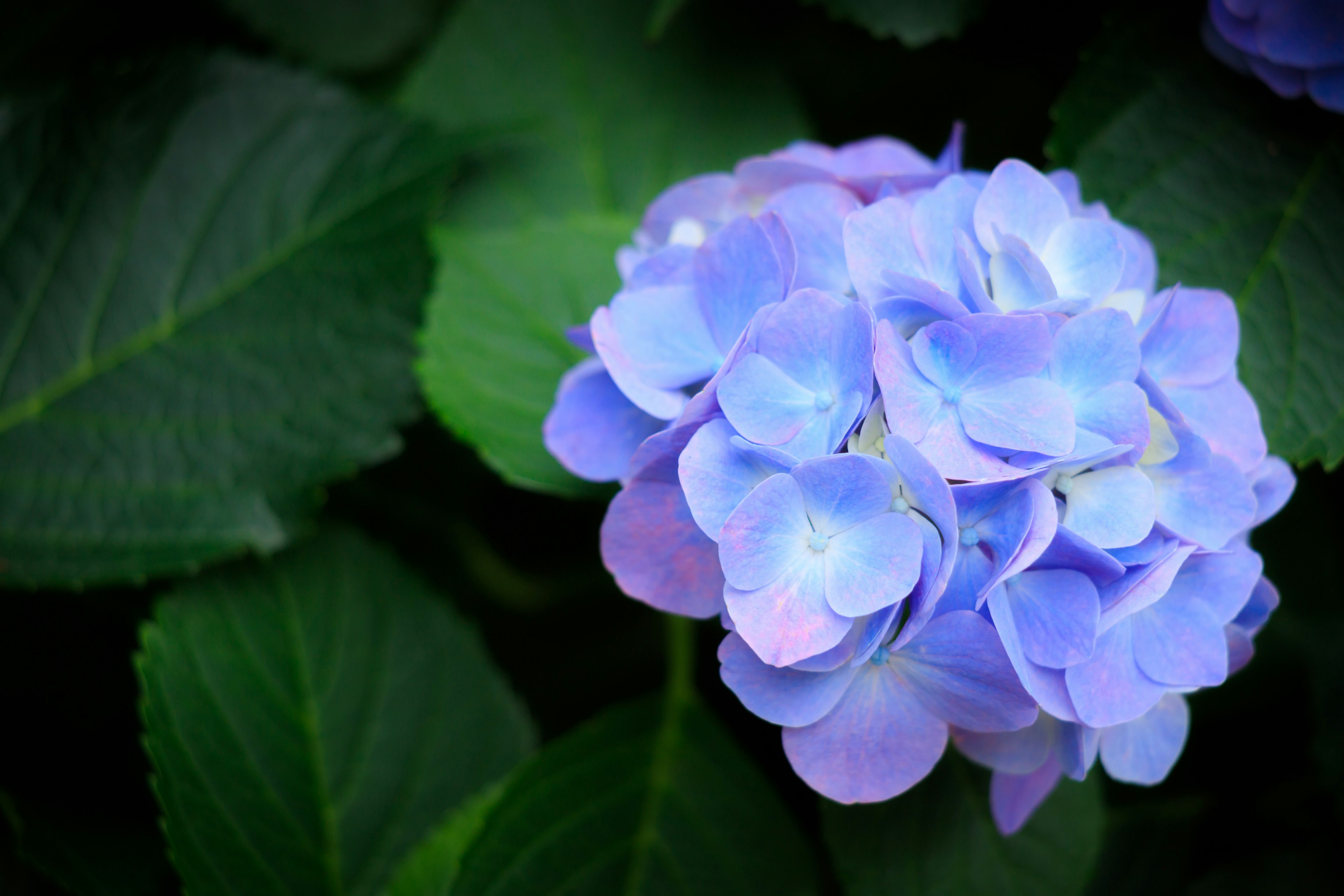 Un fiore di ortensia blu-viola che sboccia tra le foglie verdi