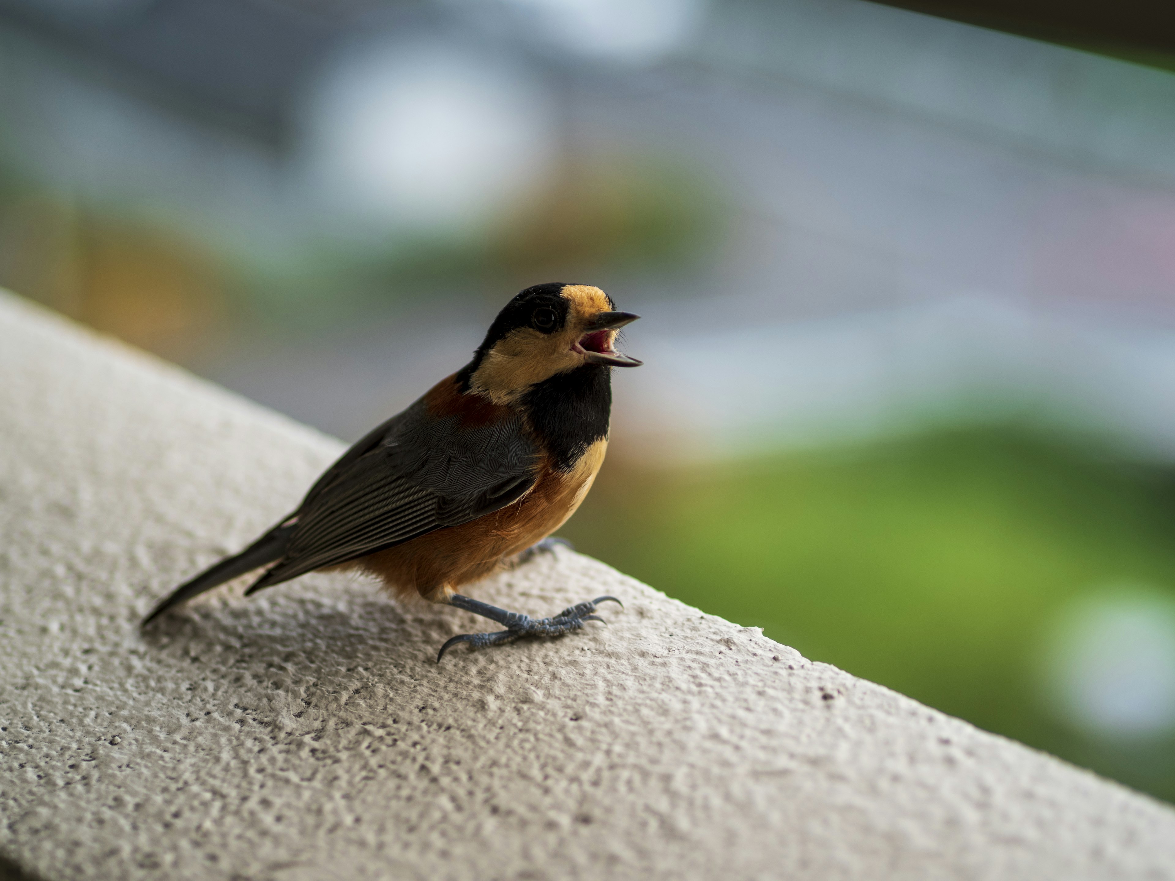 A singing bird perched on a balcony railing