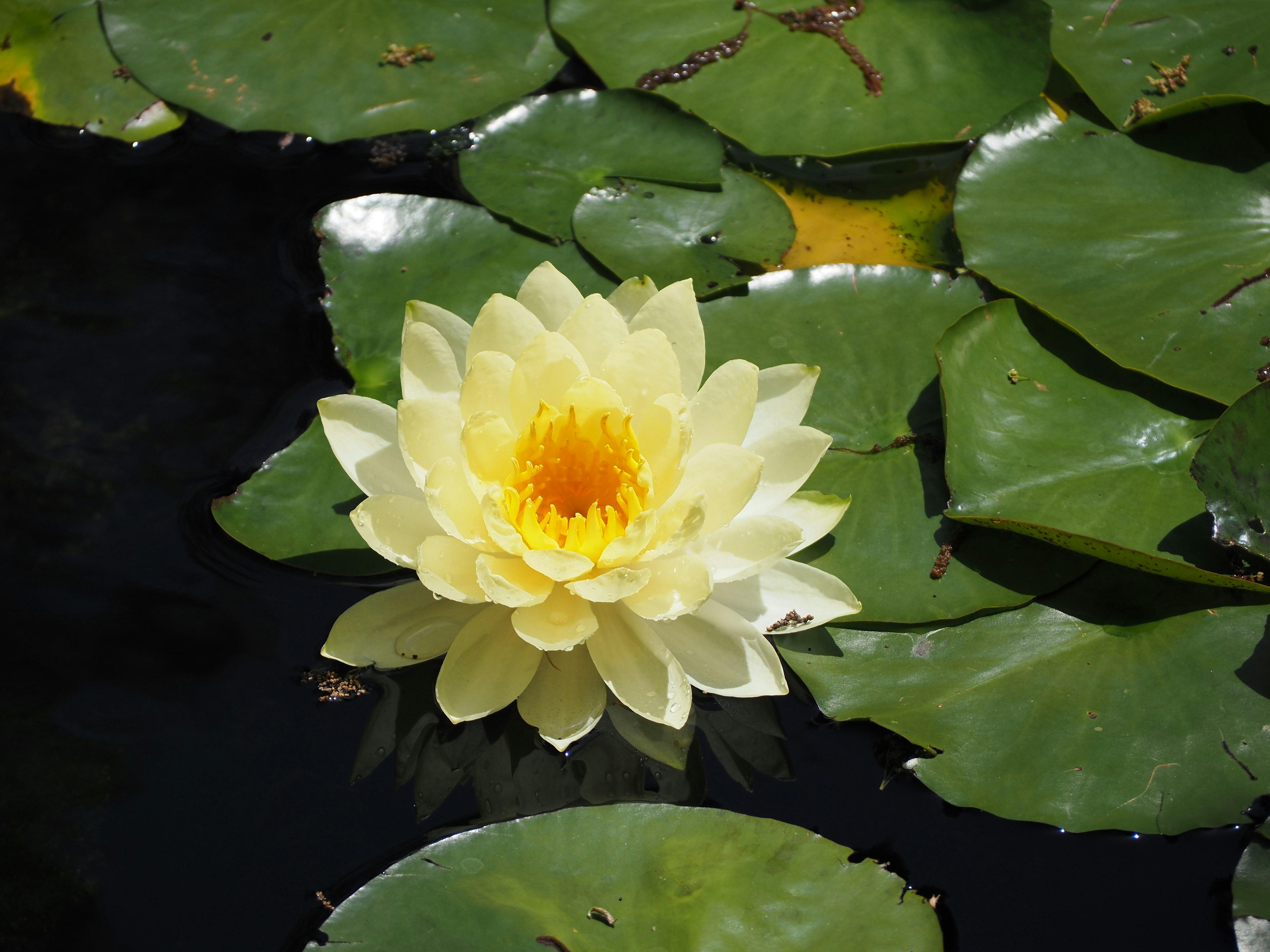 Fleur de nénuphar jaune flottant à la surface avec des feuilles vertes