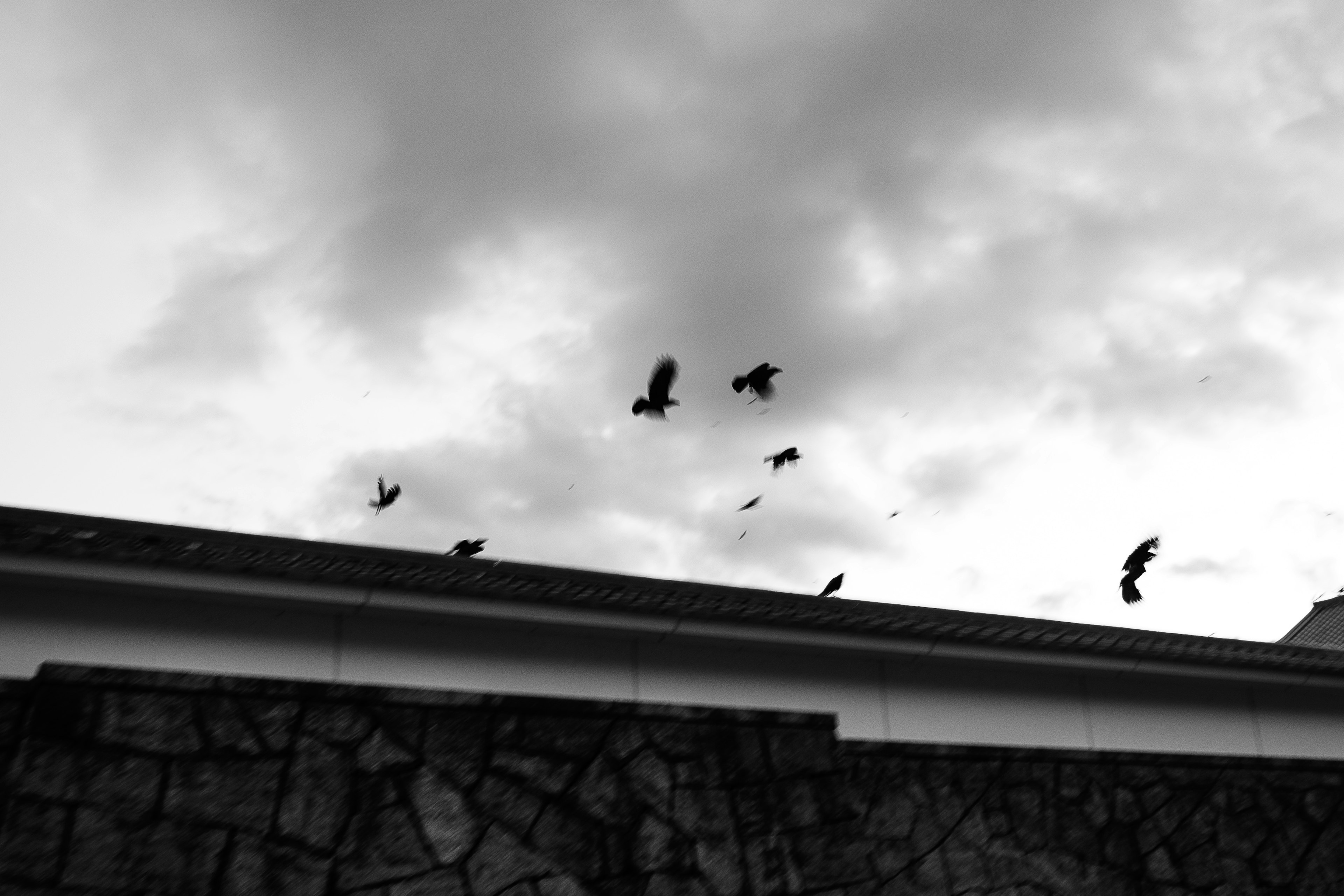 Aves alzándose en vuelo contra un cielo en blanco y negro con un techo en primer plano