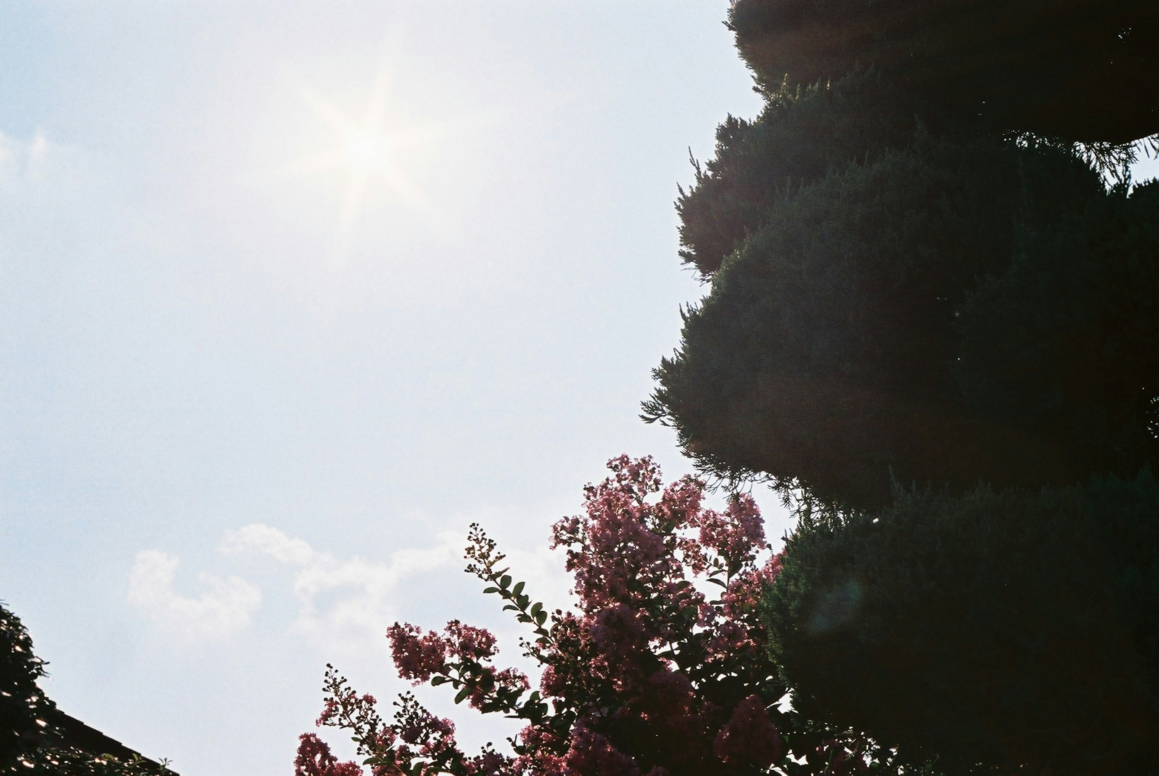 Silhouette di alberi con fiori rosa contro un cielo blu luminoso e sole