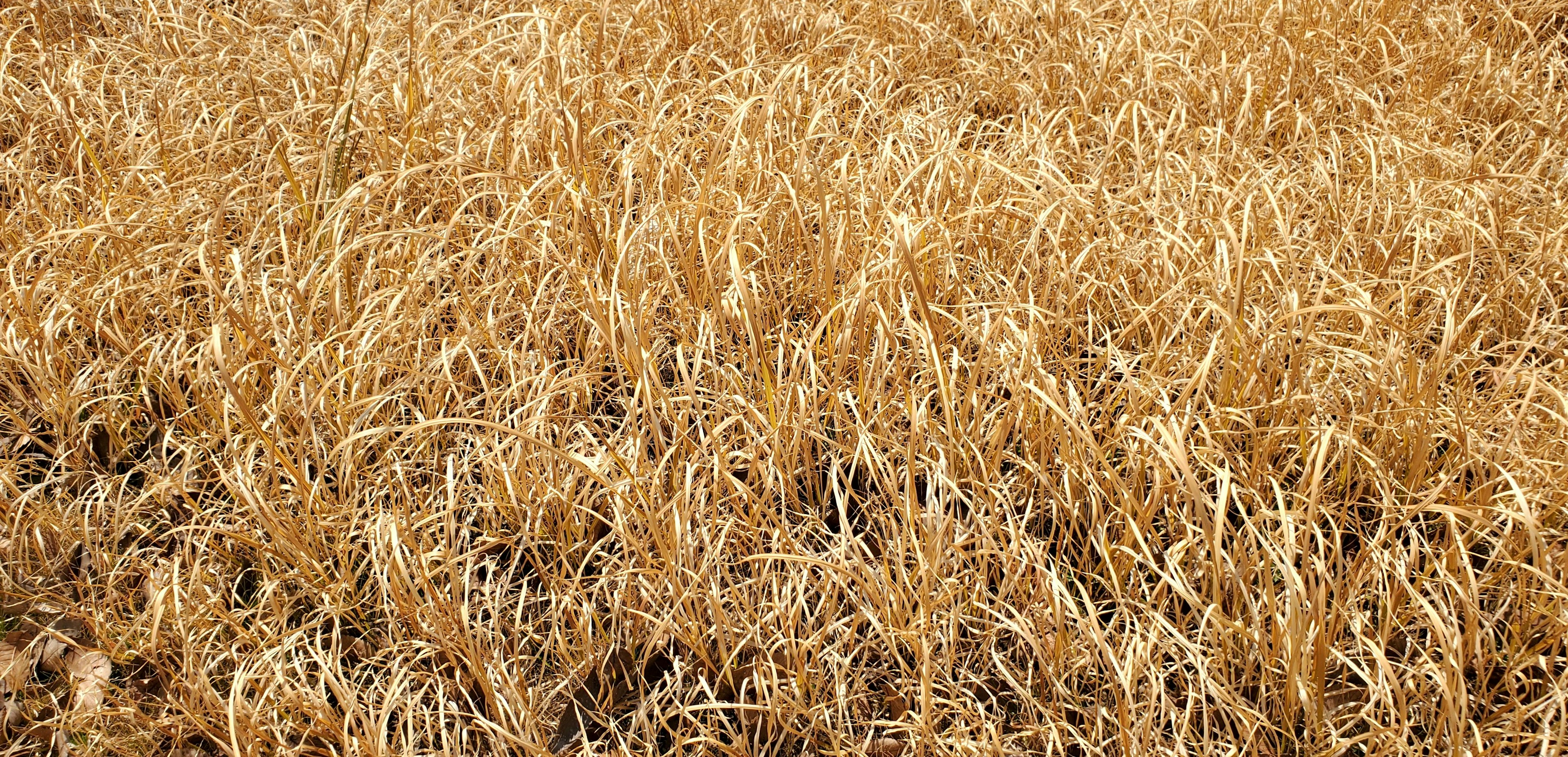 Un paesaggio di steli di riso dorati e secchi che ondeggiano nel vento