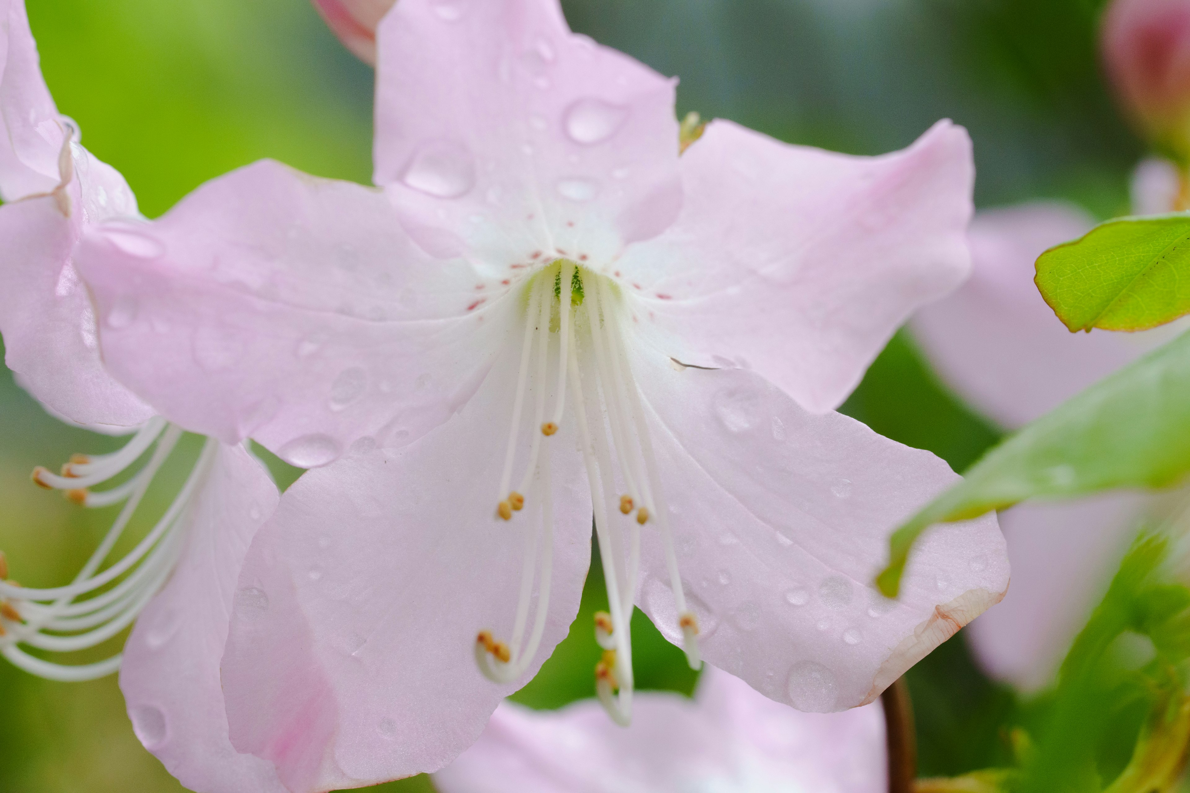 Nahaufnahme einer schönen Blume mit hellrosa Blütenblättern und Wassertropfen