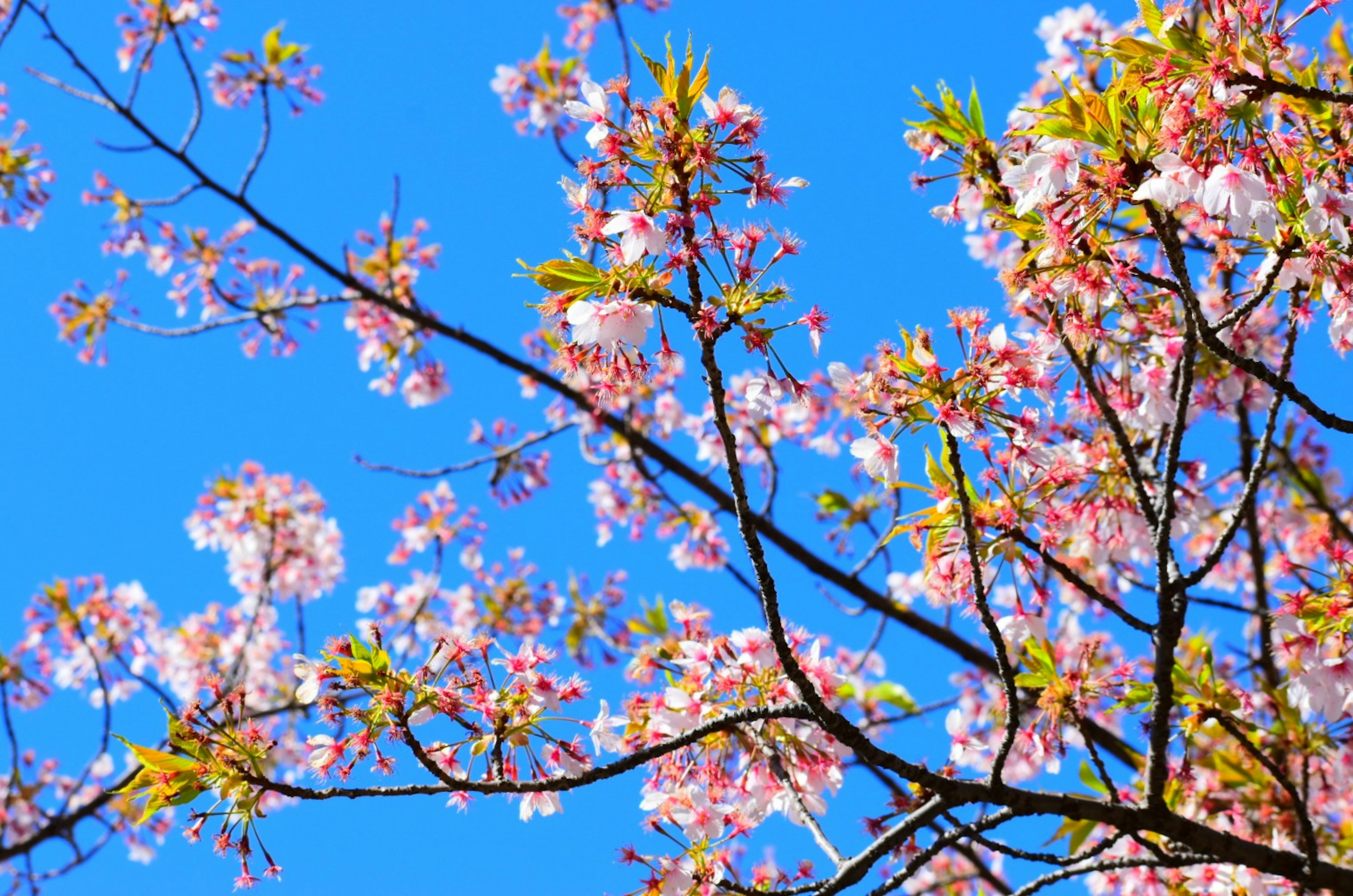 Flores de cerezo y hojas verdes contra un cielo azul