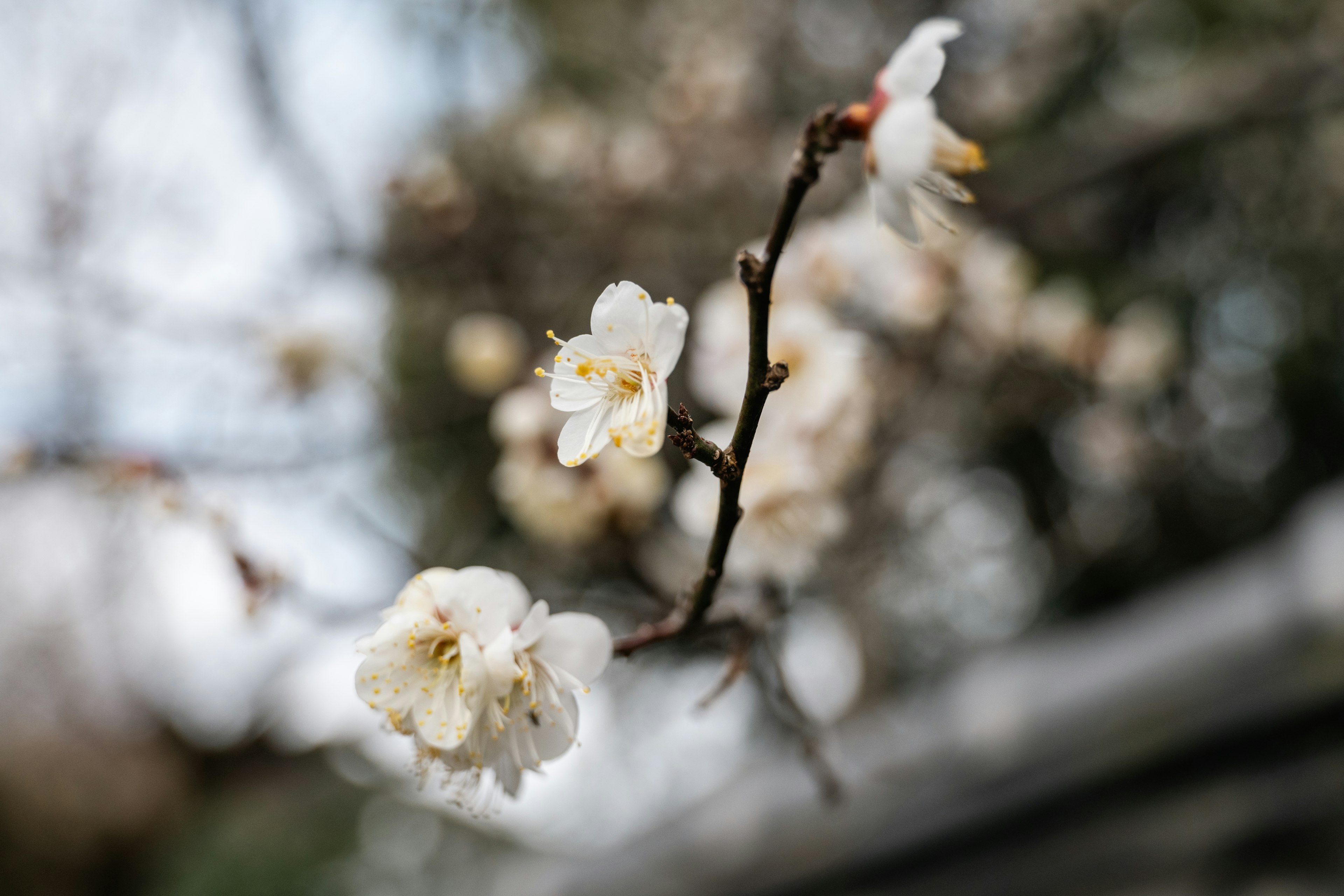 白い花が咲いている枝のクローズアップ