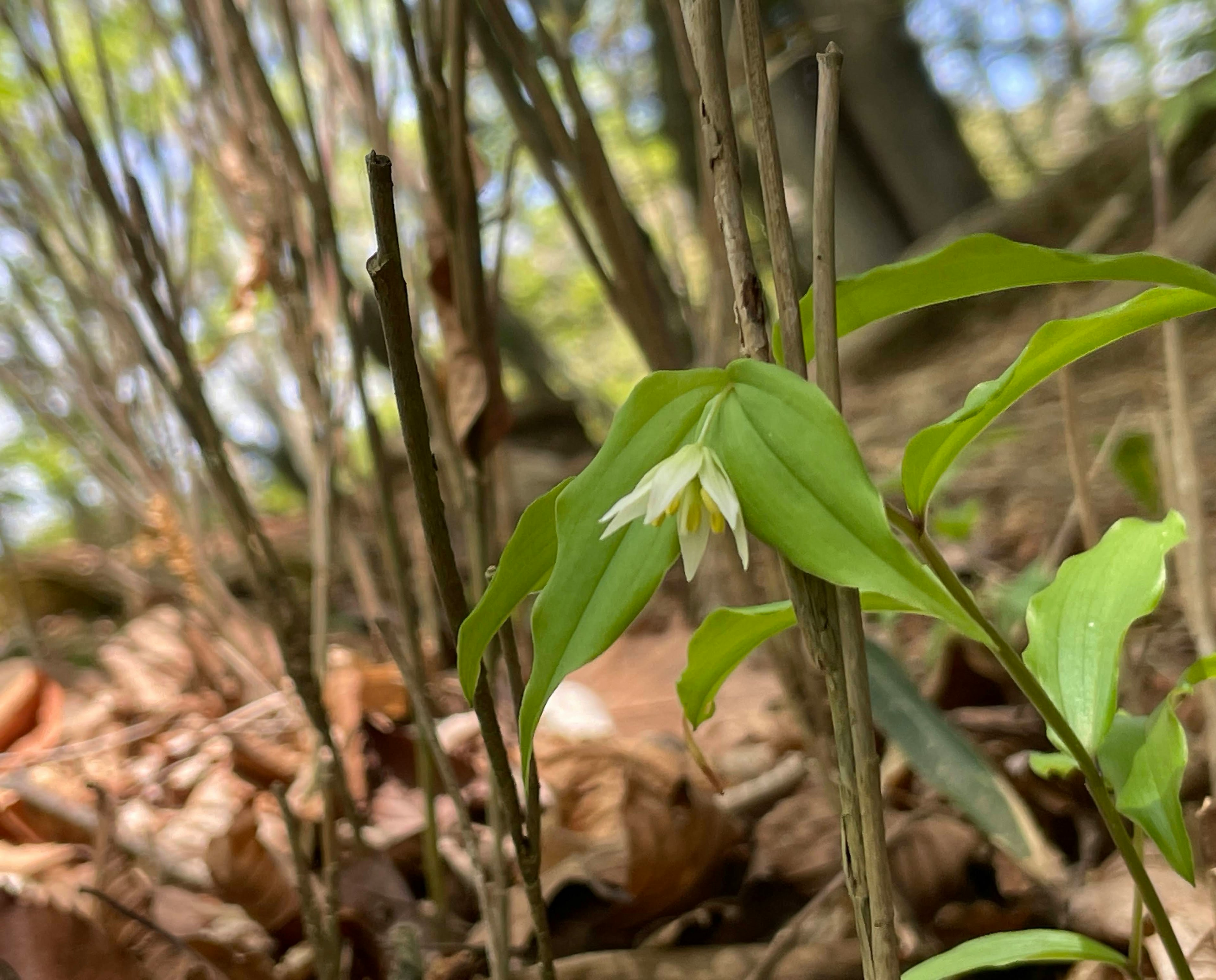 Primo piano di un'orchidea selvatica con foglie verdi e un fiore bianco