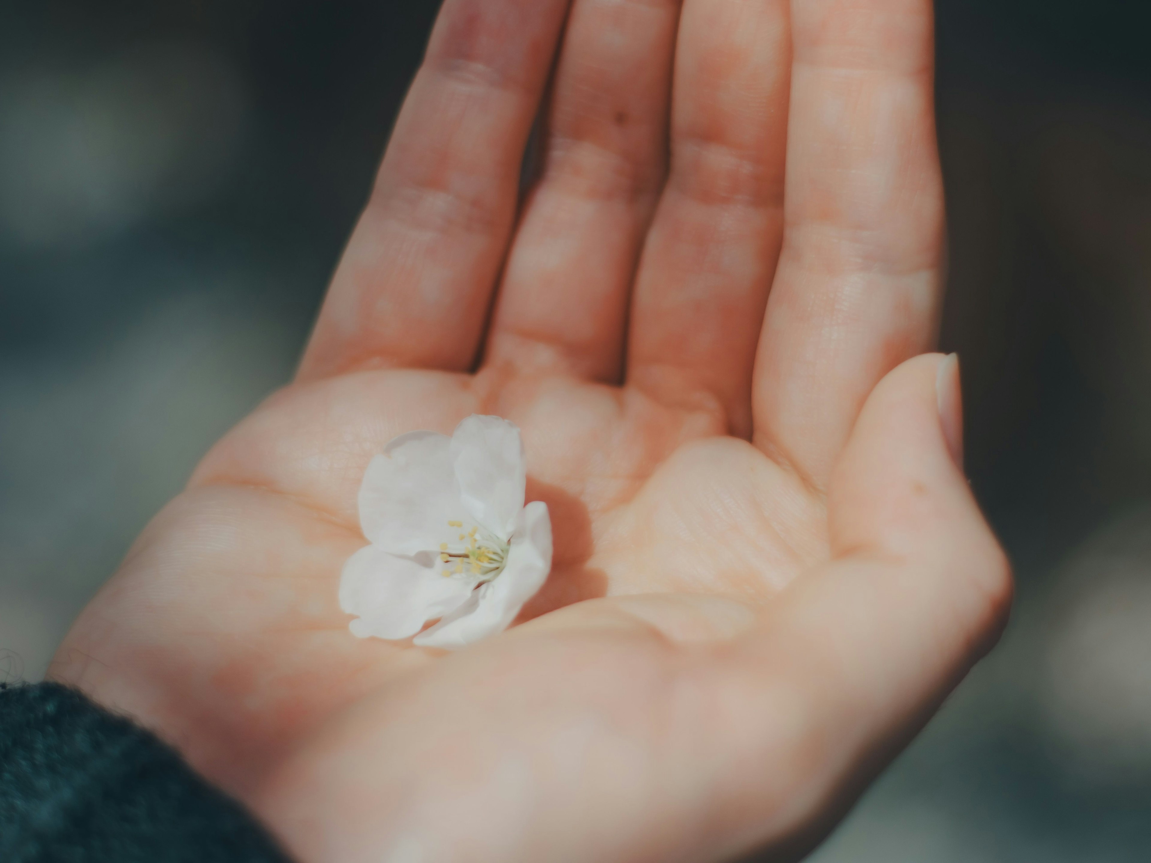 Un pétale de fleur blanche délicat reposant sur une main ouverte