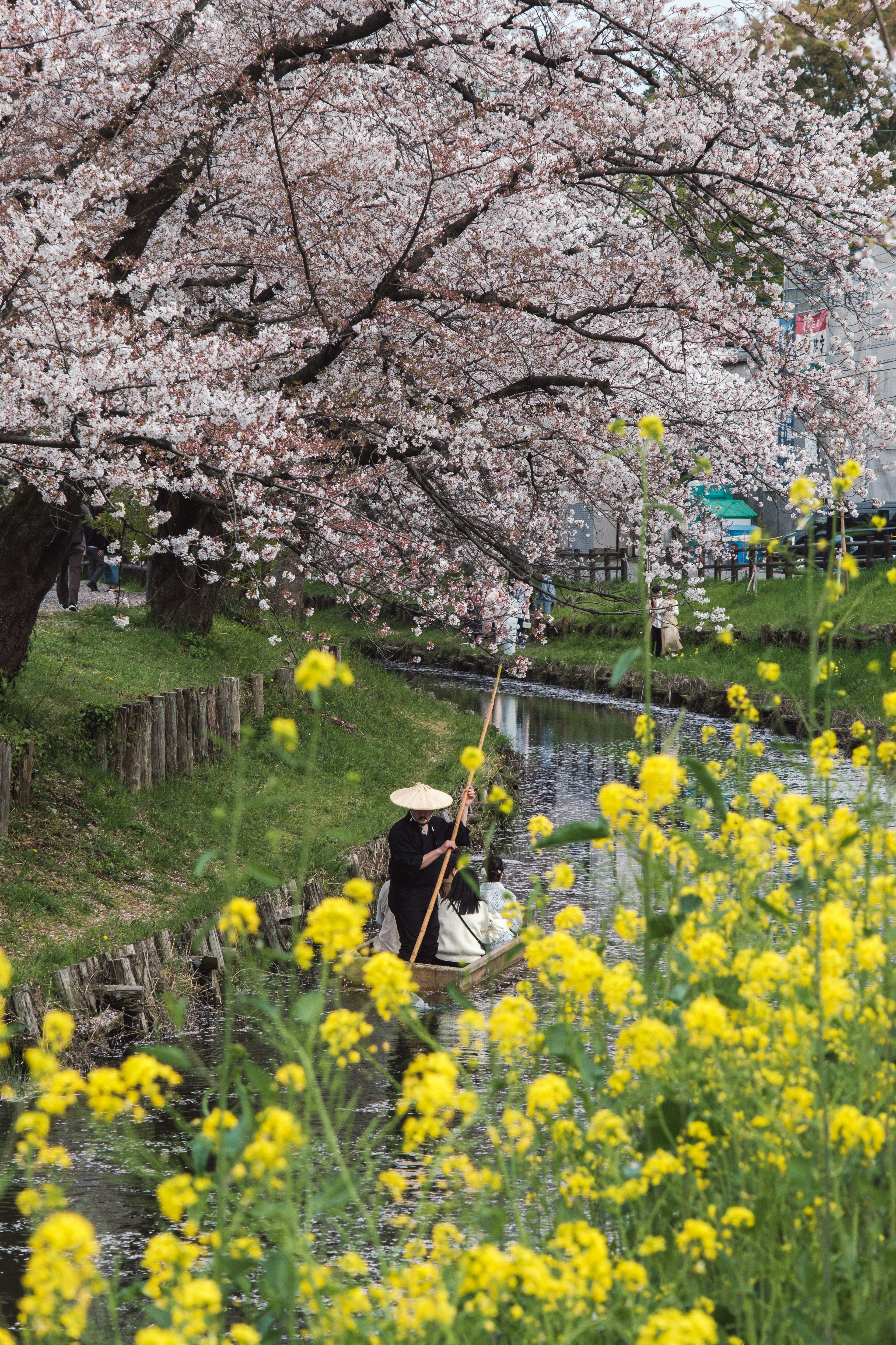 桜の木と菜の花が咲く小川で舟に乗る人