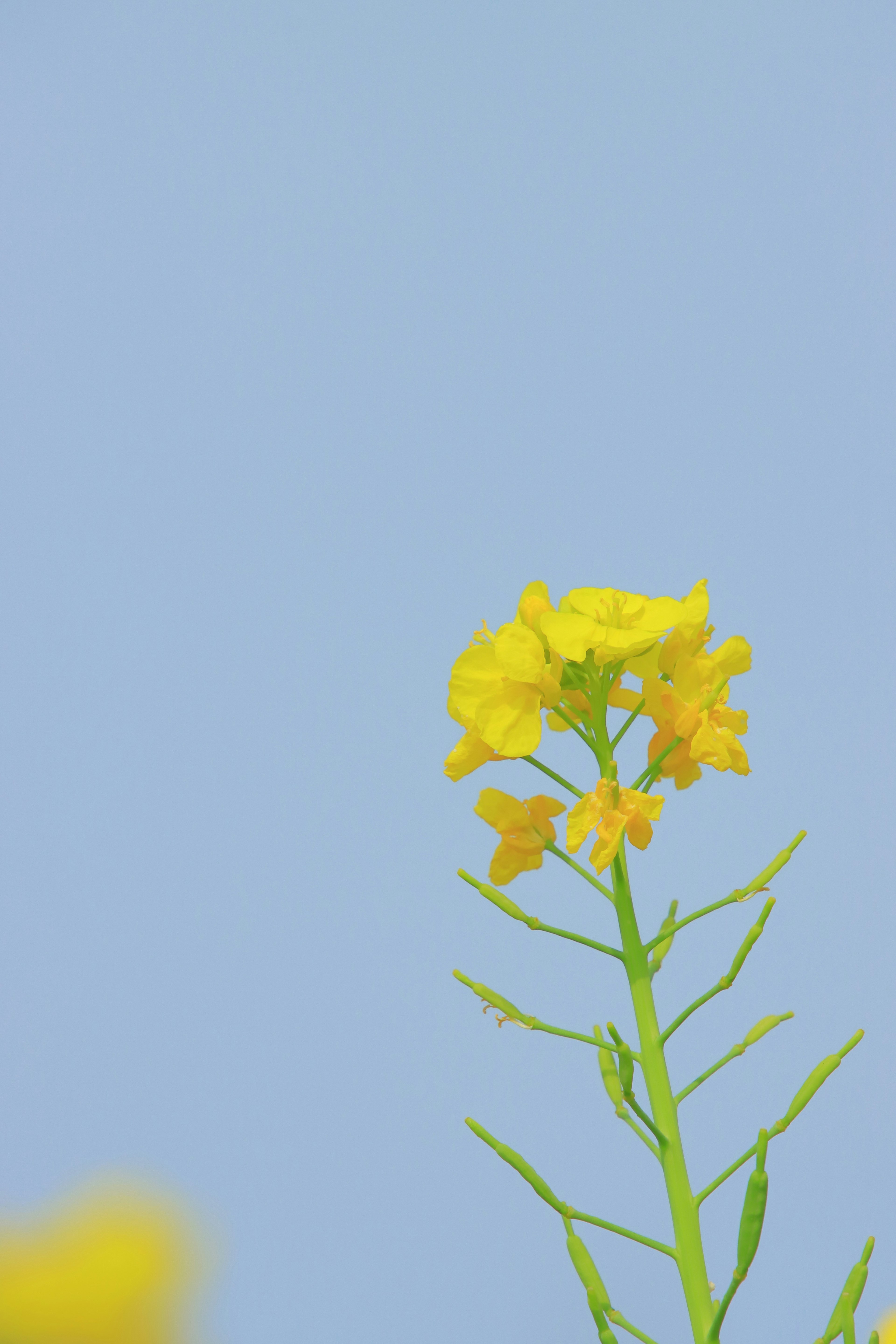 Batang bunga kuning di latar belakang langit biru