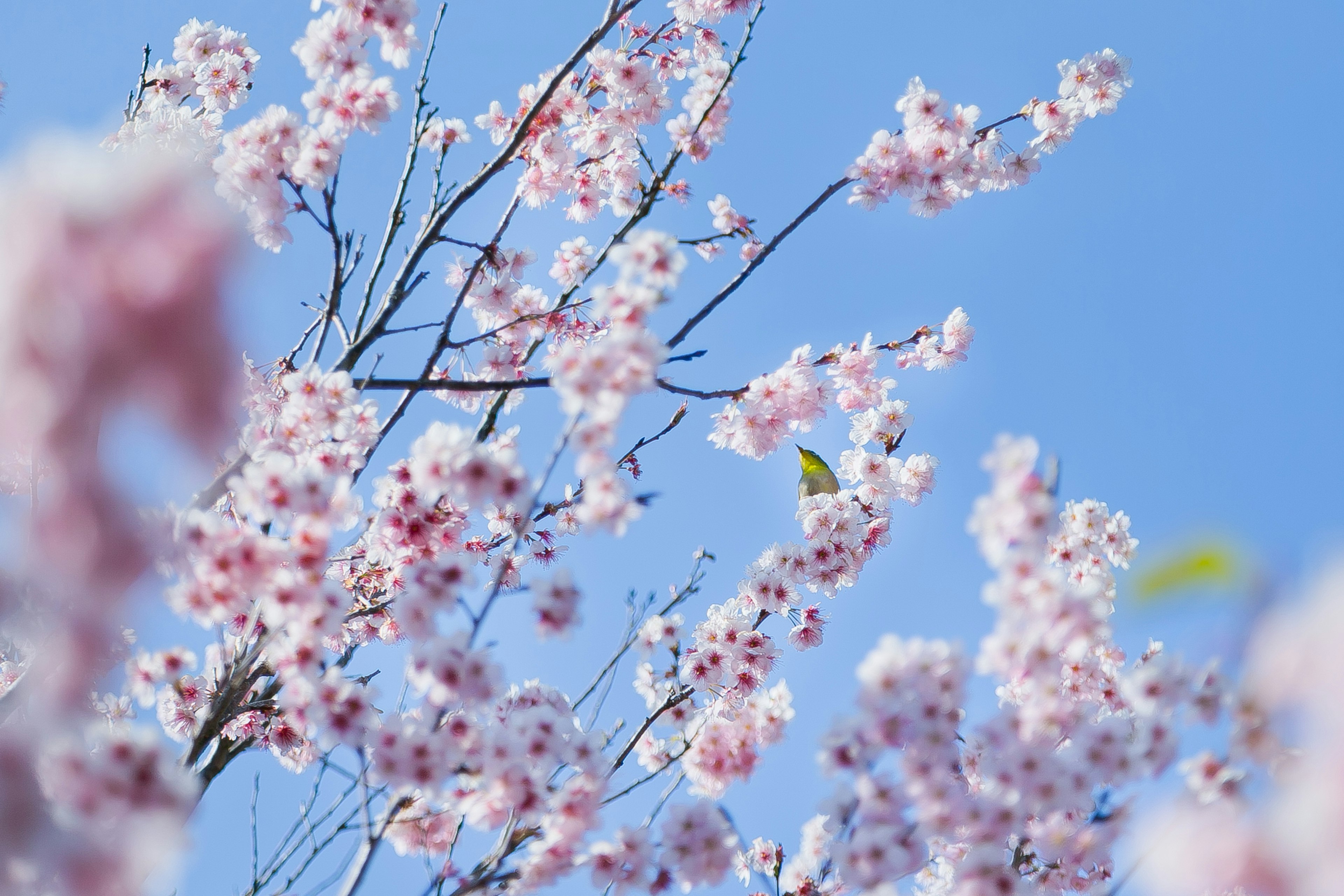 青空に映える桜の花が満開の枝