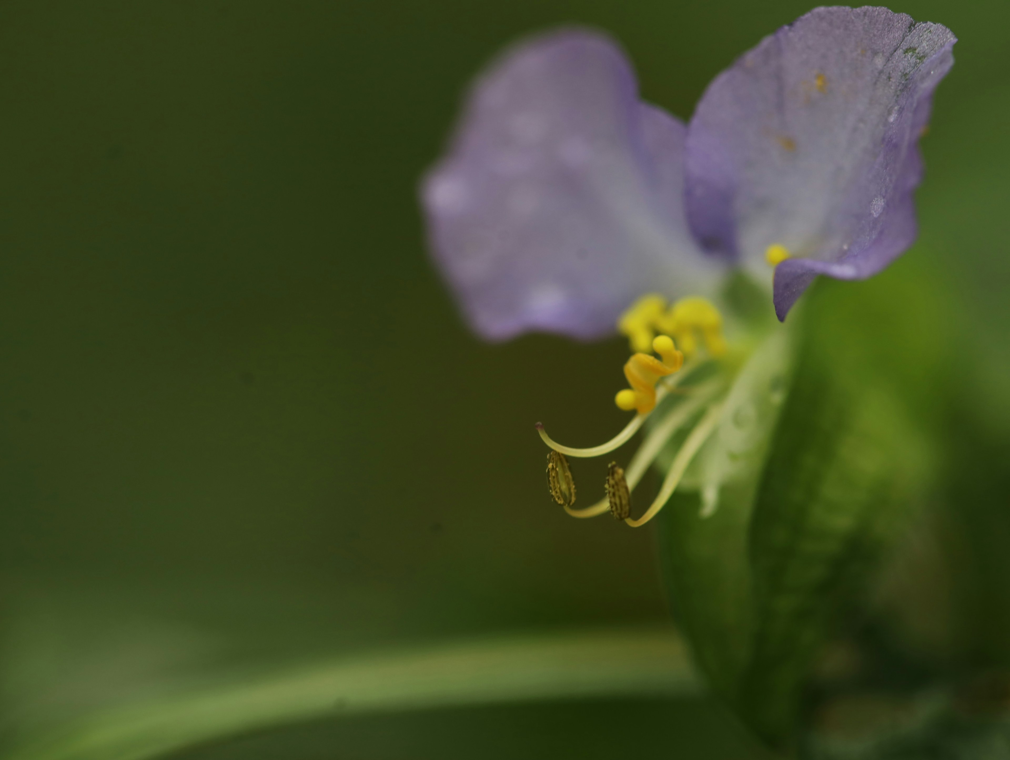 紫色の花の詳細なクローズアップ 黄色の雄しべと緑の葉