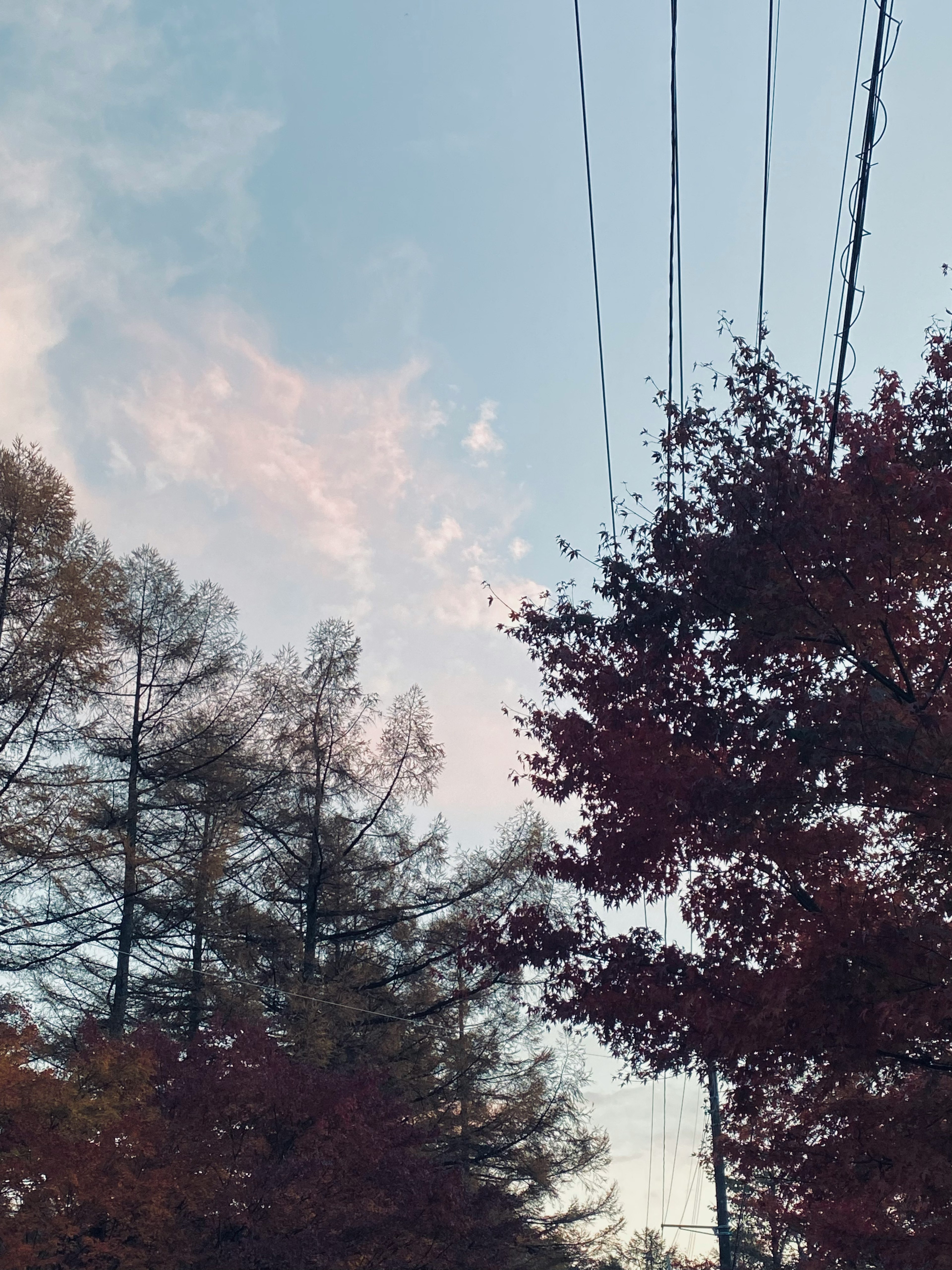 Vista del cielo con alberi autunnali e linee elettriche