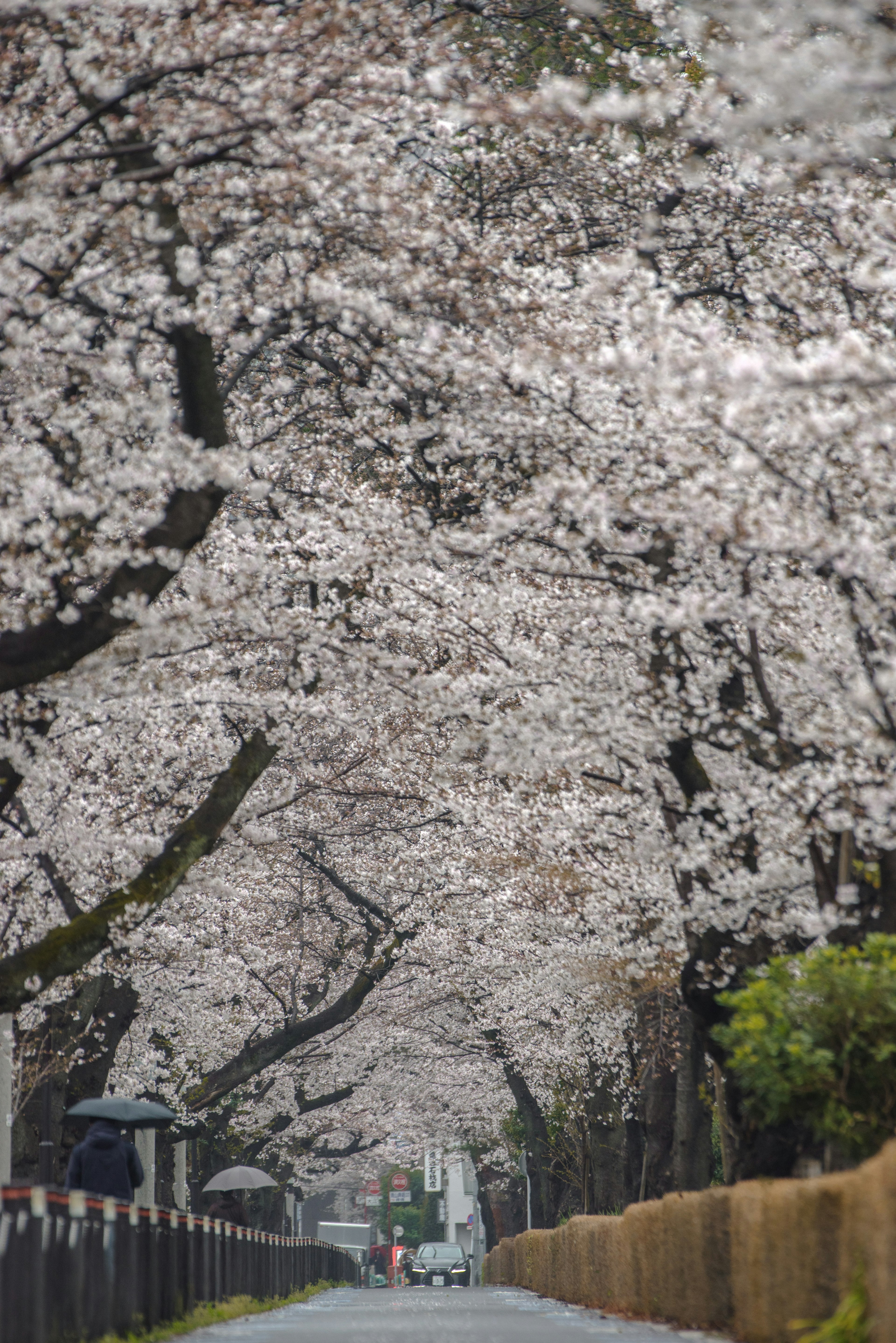 A scenic path lined with blooming cherry blossom trees